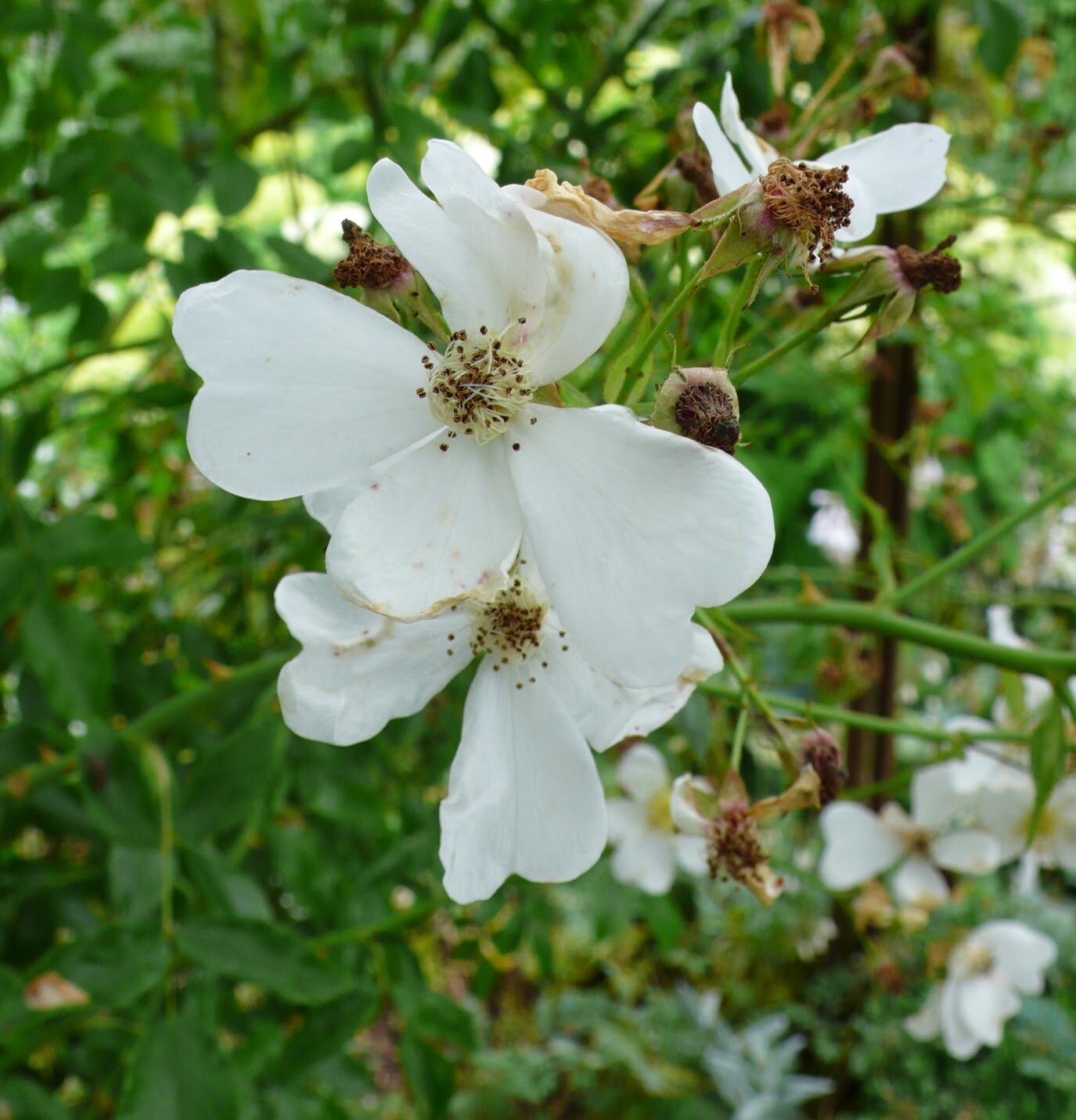 sissinghurst-rose-4.JPG