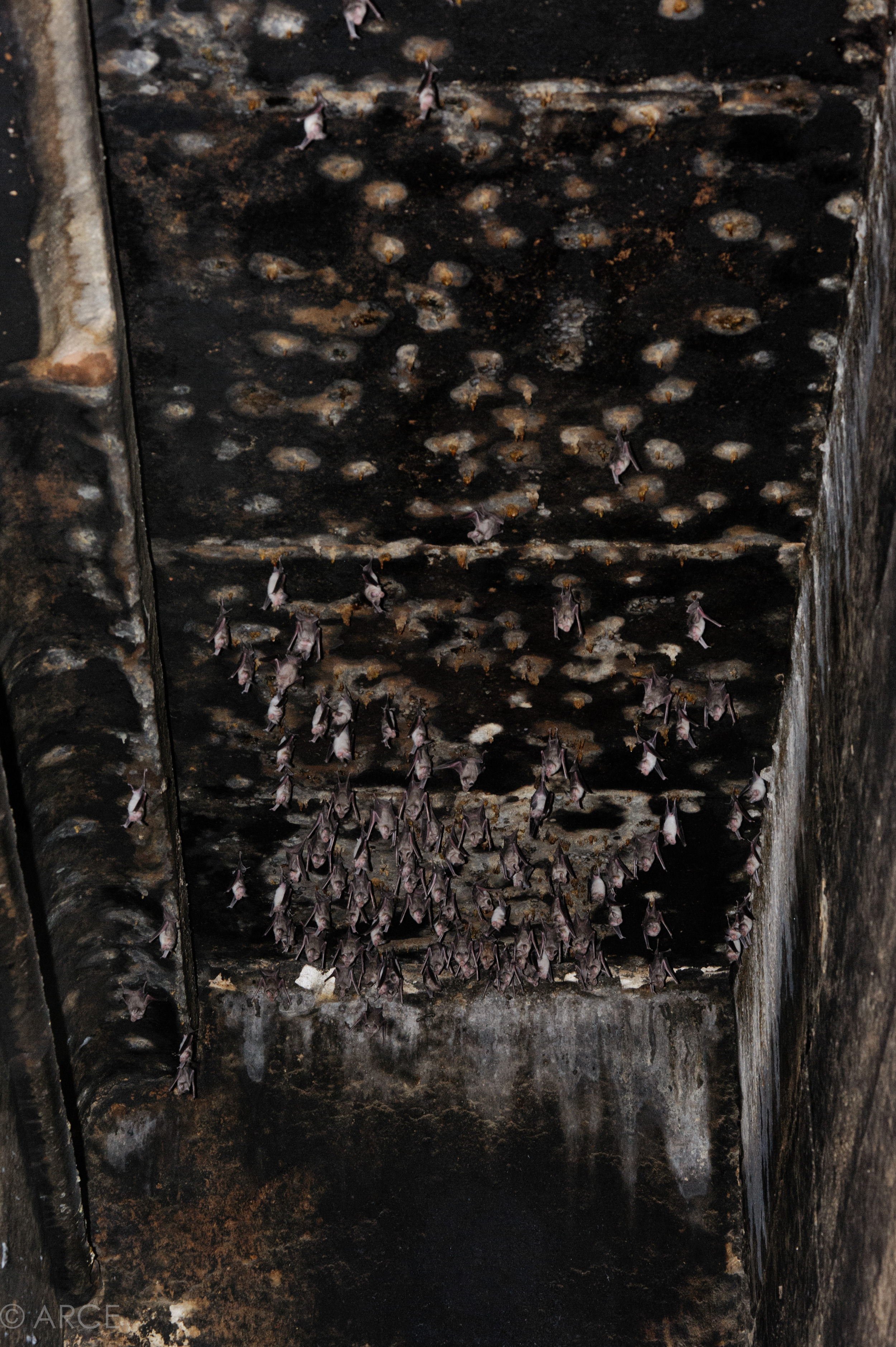    A bat colony was habituating in the side chapels, corridor and stairwell of the temple. Bats are a cause of mechanical damage to original surfaces, while their excrement causes staining and chemical deterioration of stone and paint layers and can 