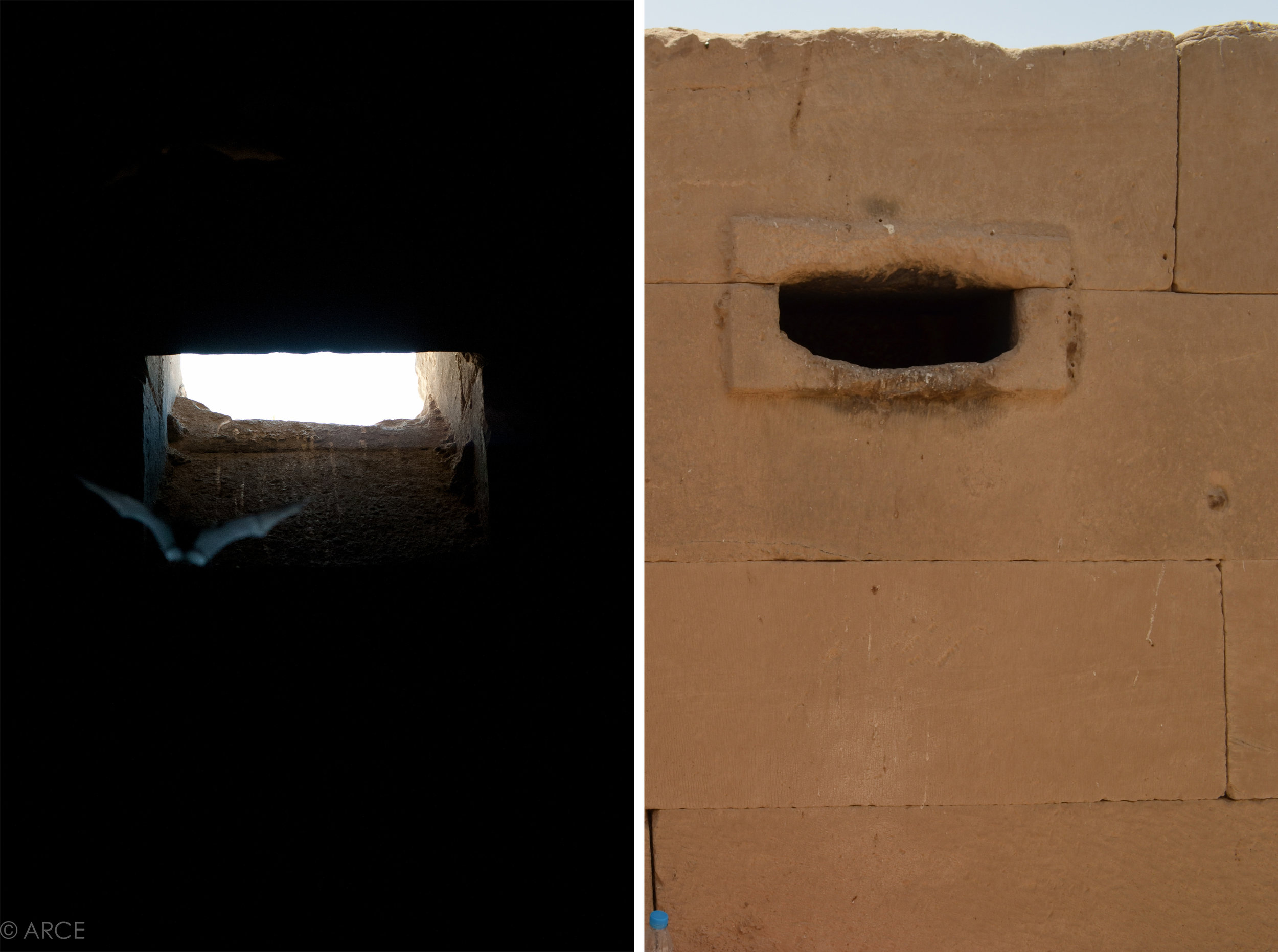  A bat shown exiting the temple through one of two major egress points just after sunset. The most successful means of eradicating a bat infestation is through exclusion, allowing the bats to exit the roost naturally for nighttime feeding and then se