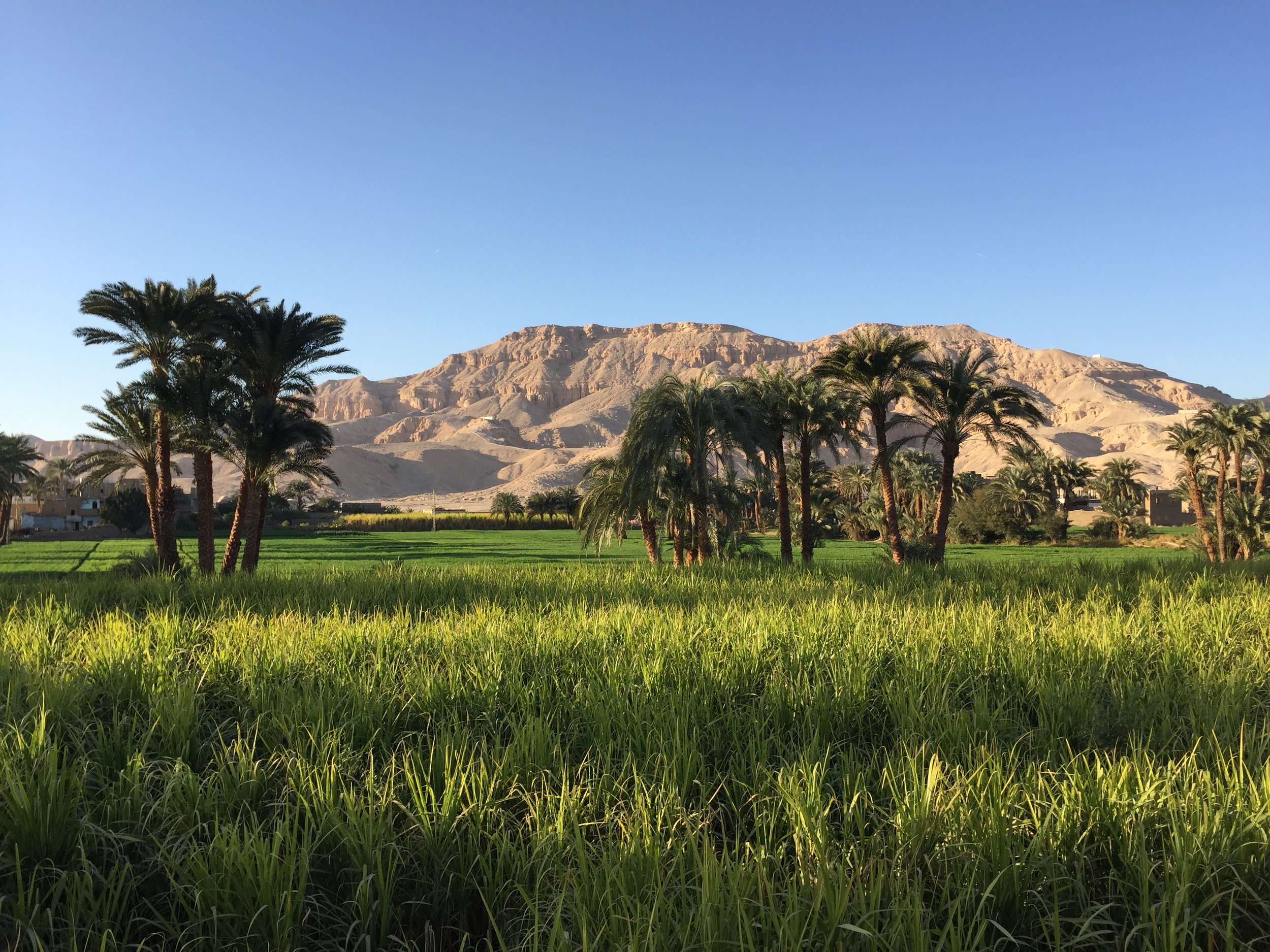  Sugar cane fields in the agricultural lands that extend across Luxor's west bank.&nbsp;  Image © Katey Corda, 2016 