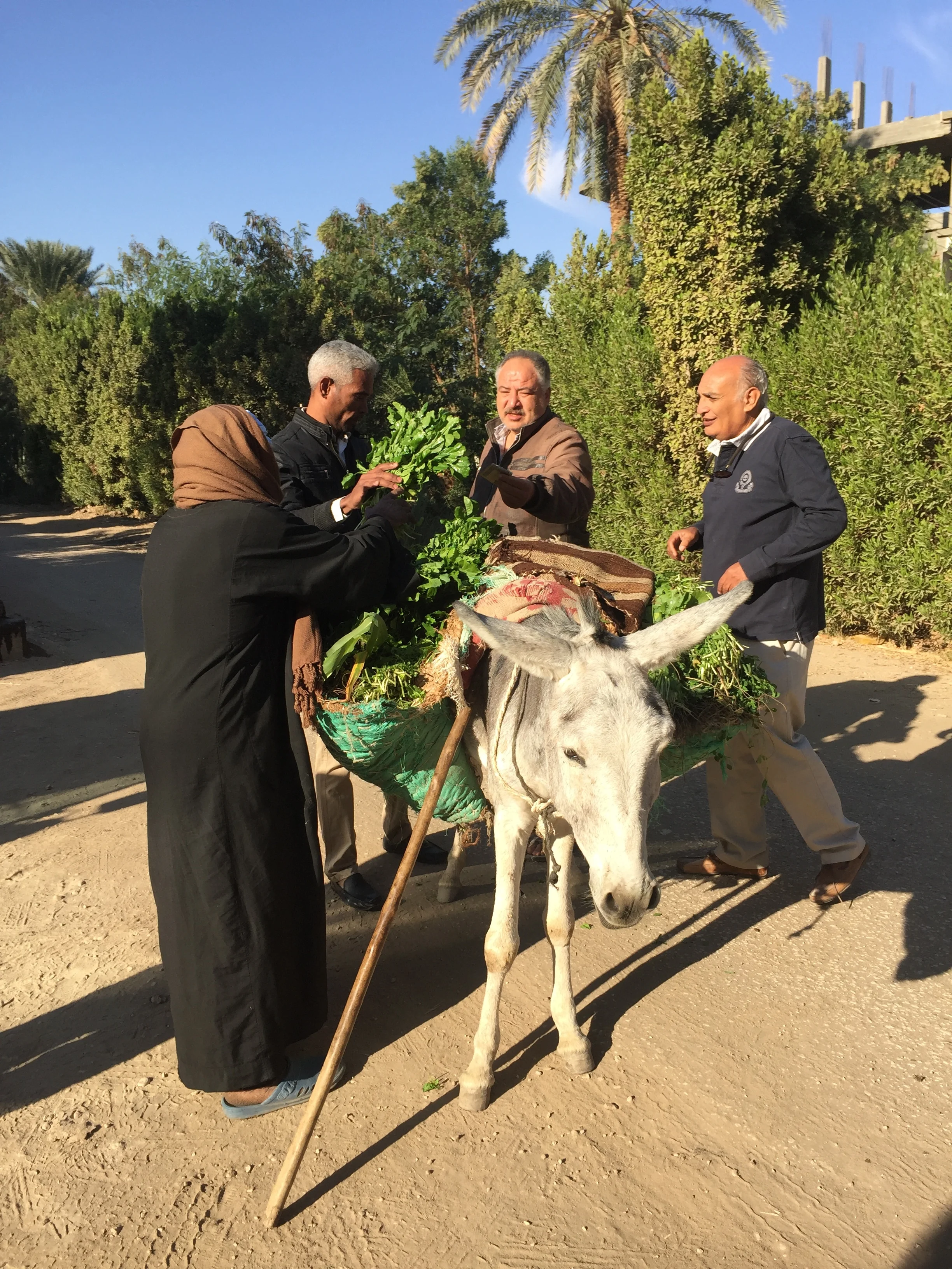  Village life on Luxor's west bank.  Image © Katey Corda, 2017 