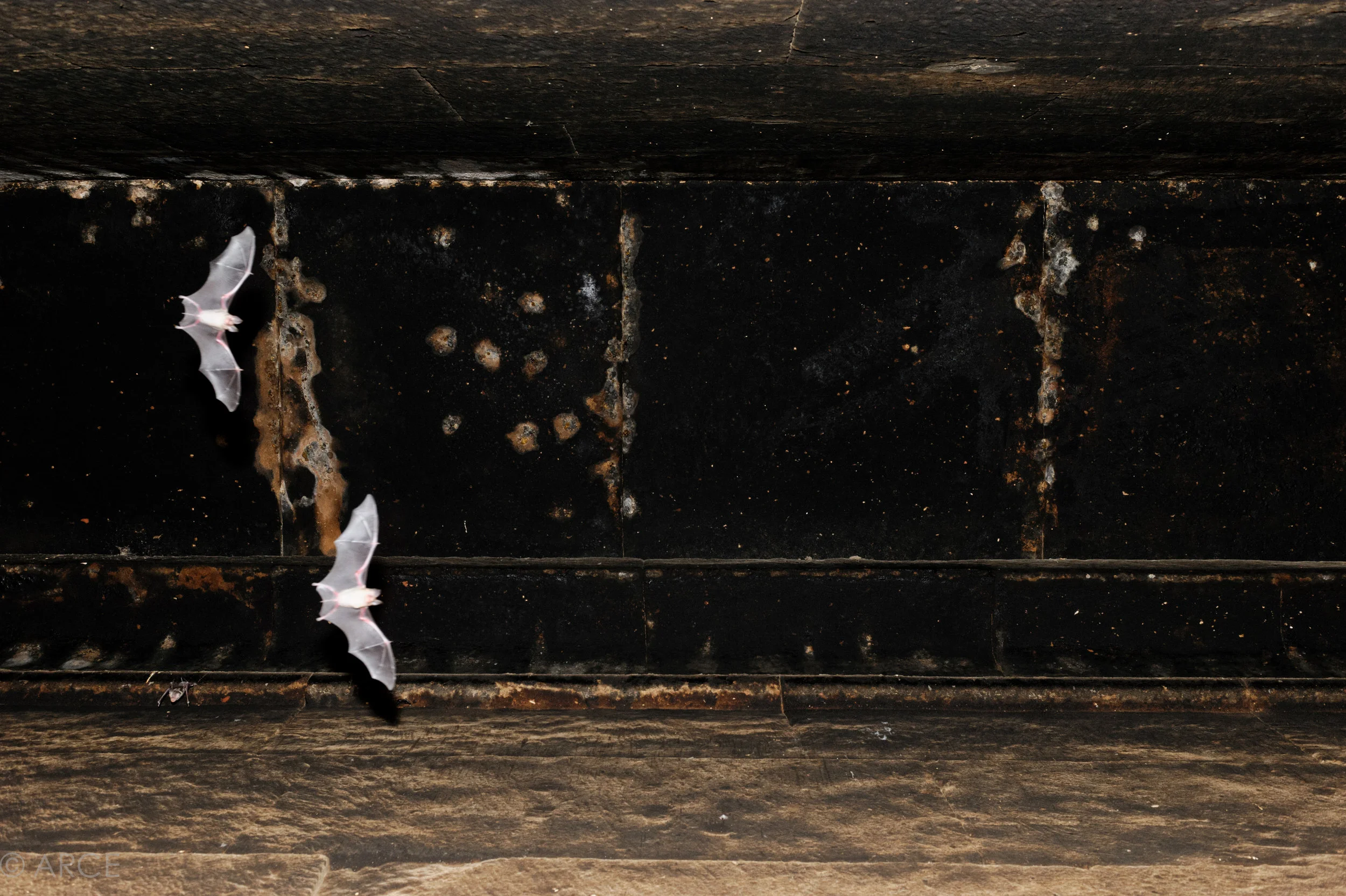 Dr Christian Dietz, a bat biologist in the Department of Animal Physiology at the University of Tübingen, identified the species as Asellia tridens. Image © ARCE, 2012