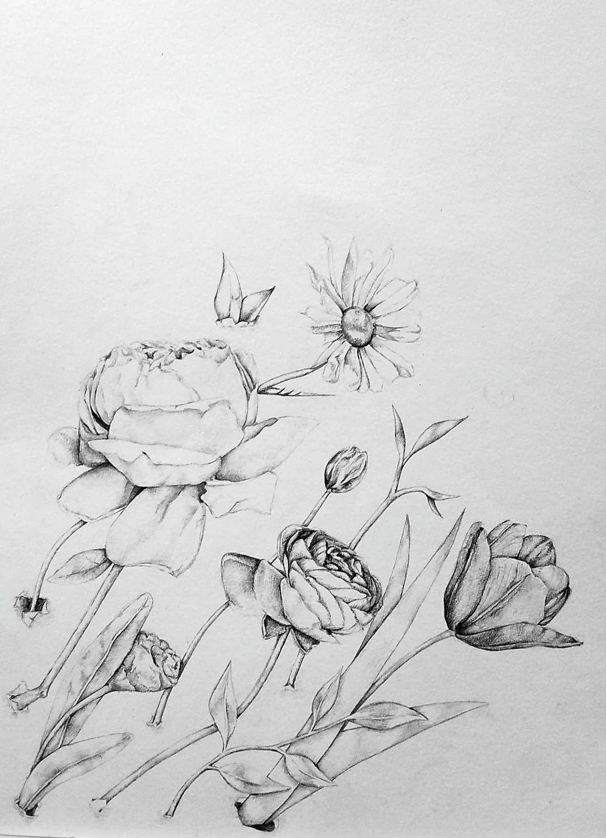 Flowers Graphite on paper October 2016