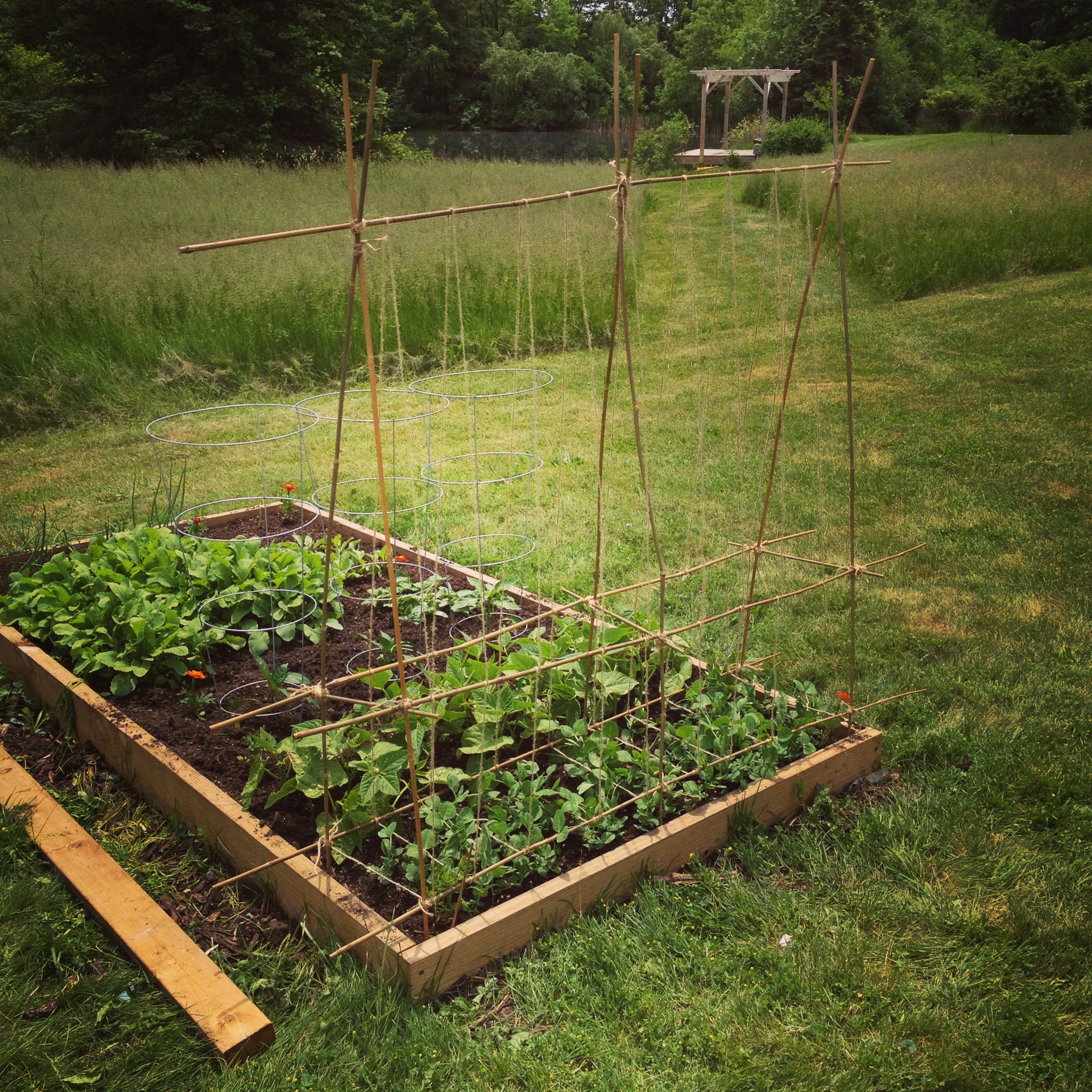 Peas, Beans, Beets and Radishes