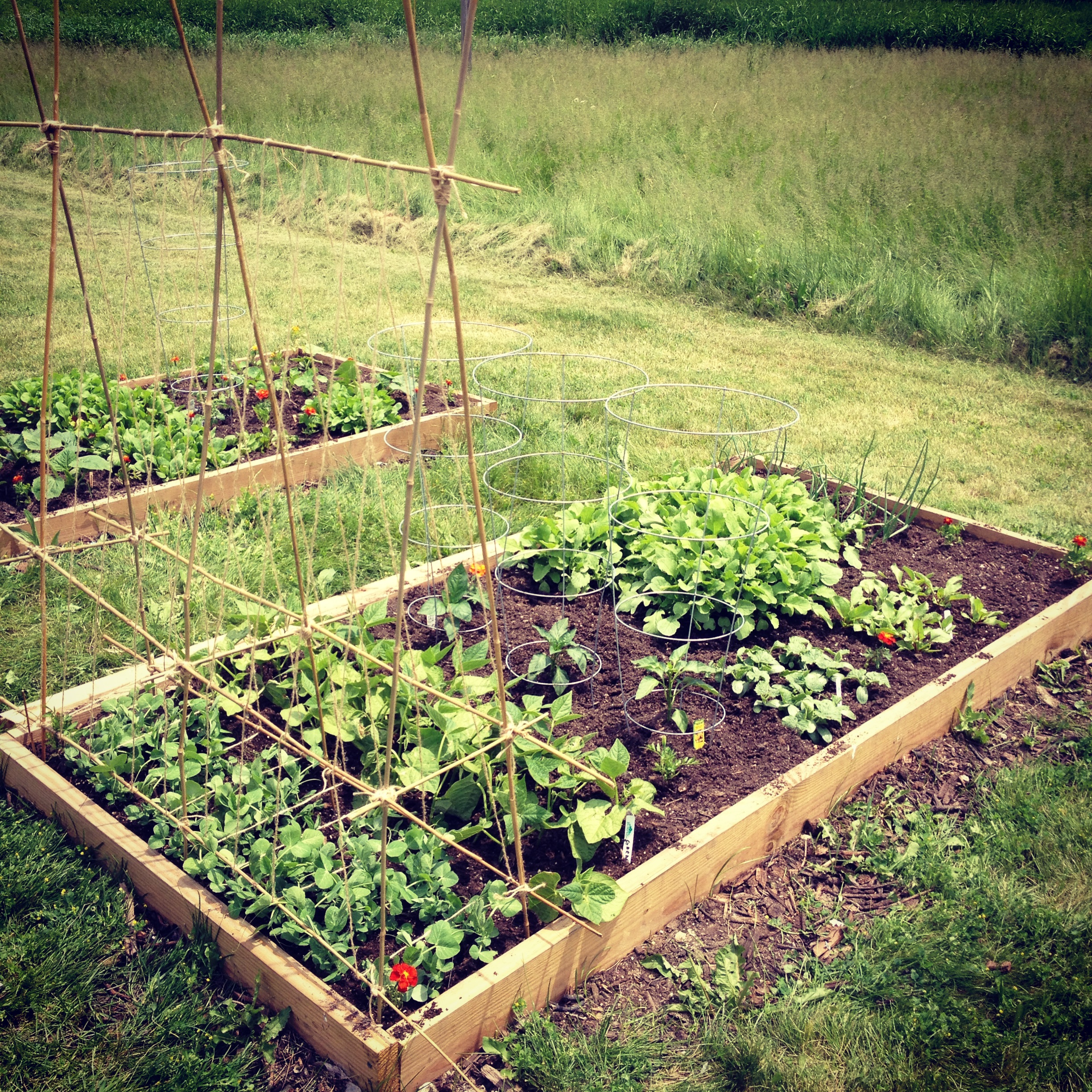 Raised Bed Garden In Progress