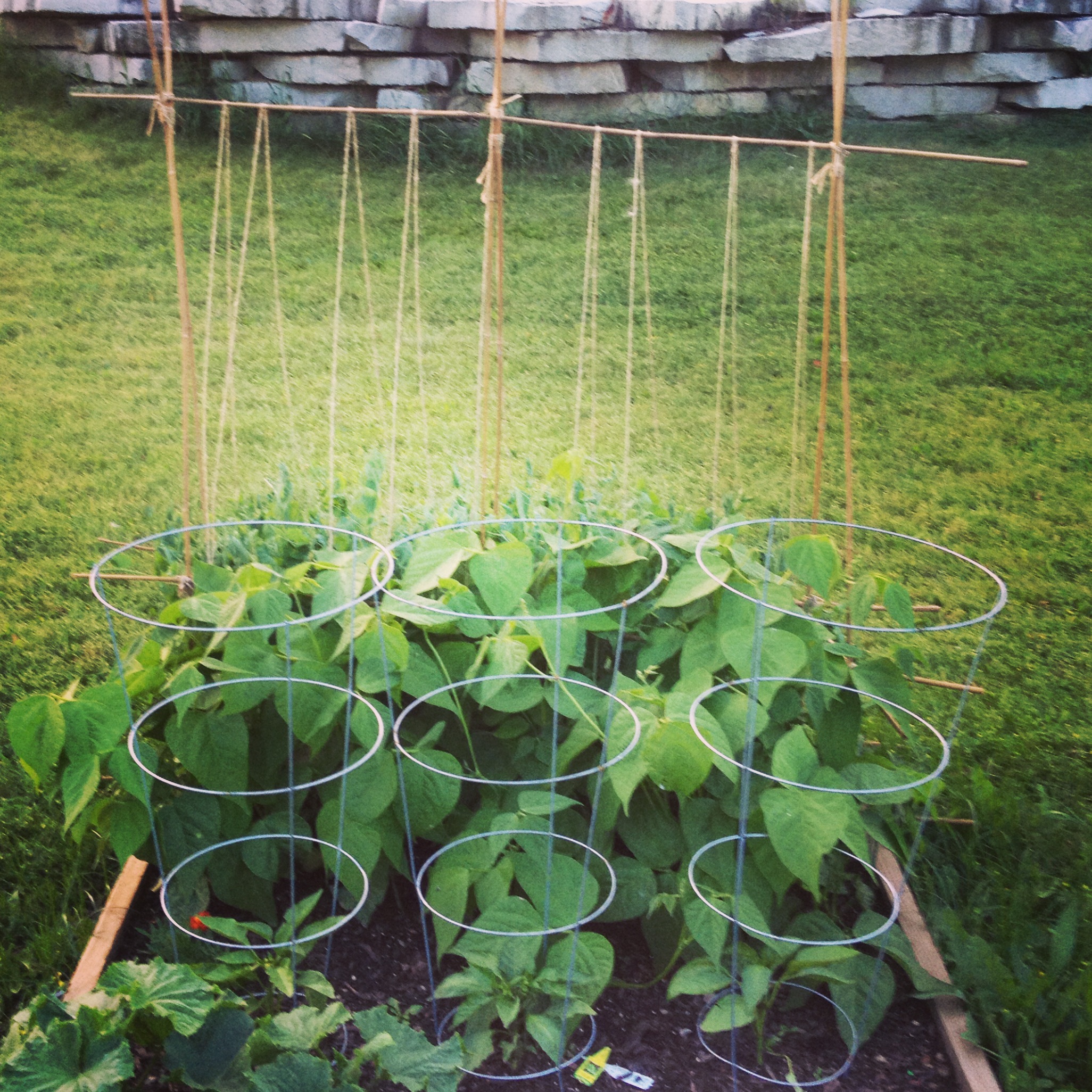 Bush Beans are Bushy