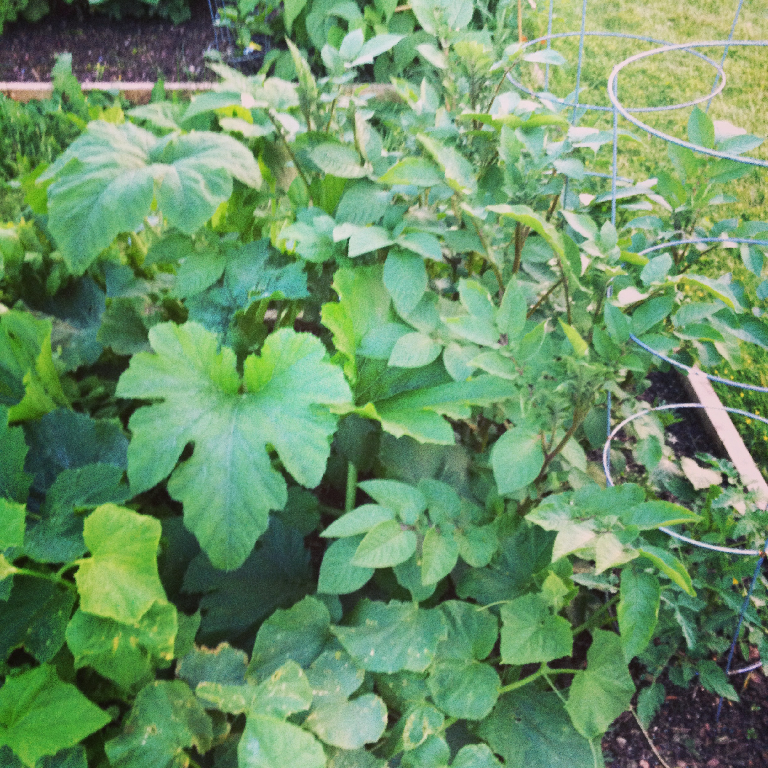 Zuchs and Potatoes