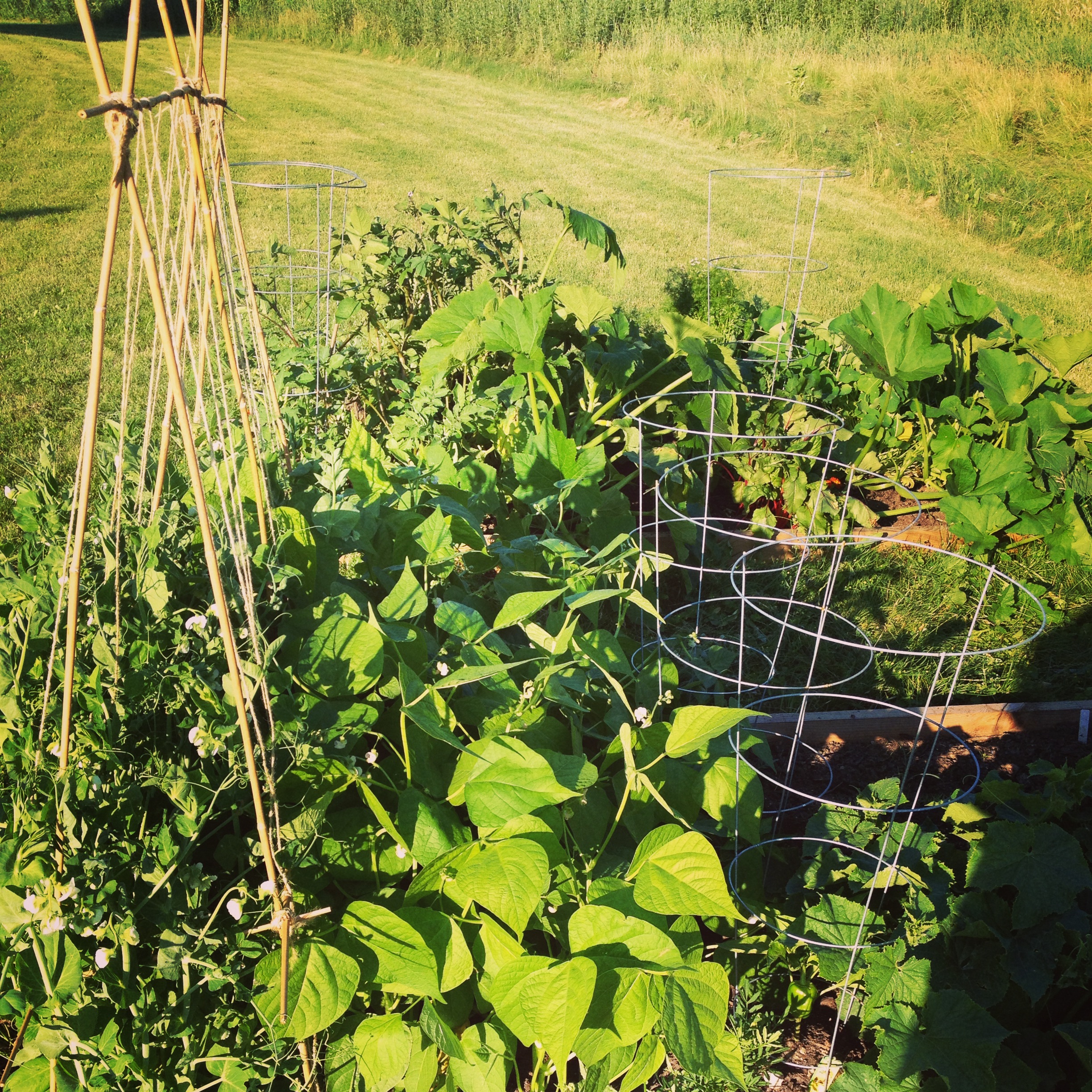 Beans and Peas Progressing