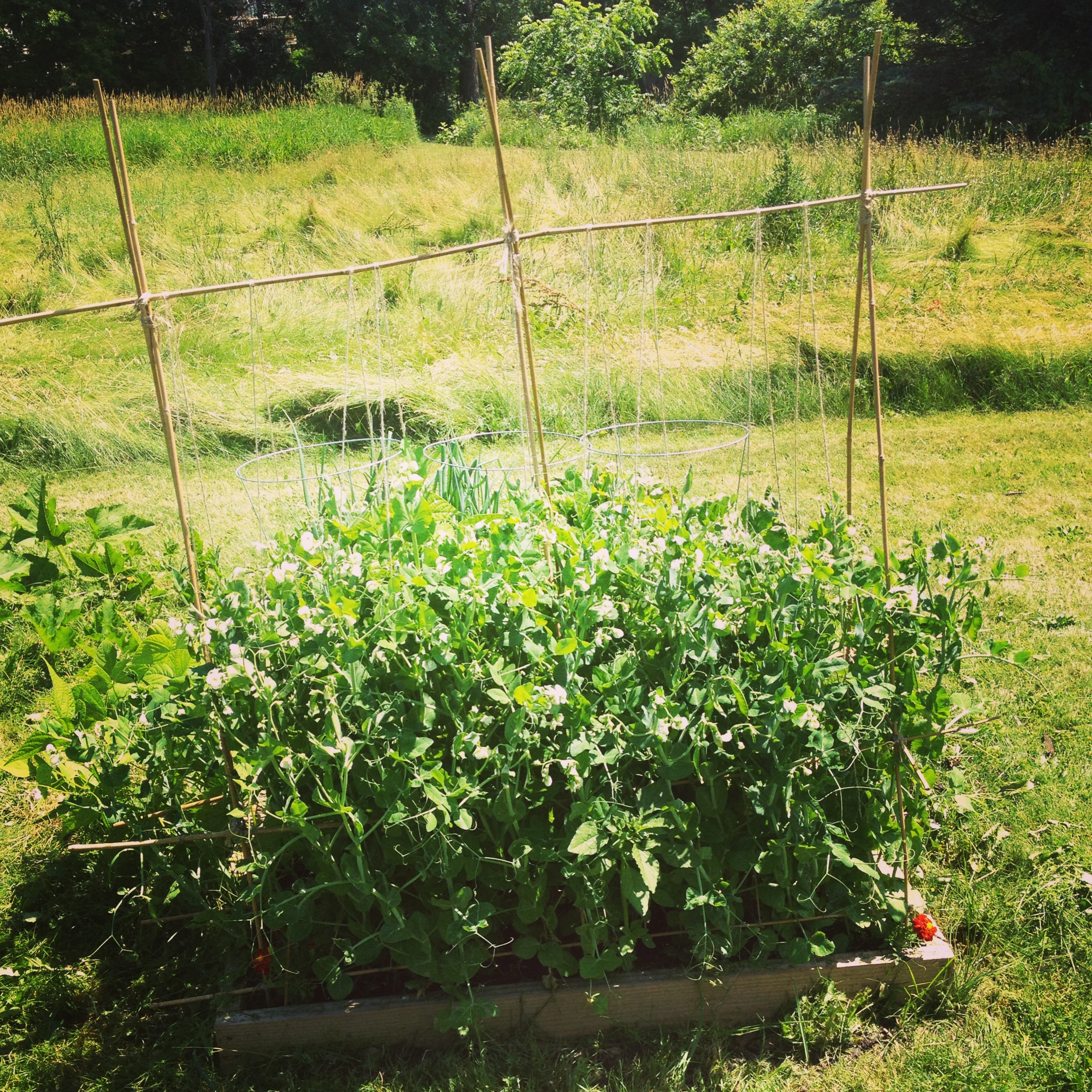 Peas are Pulling Down the Trellis