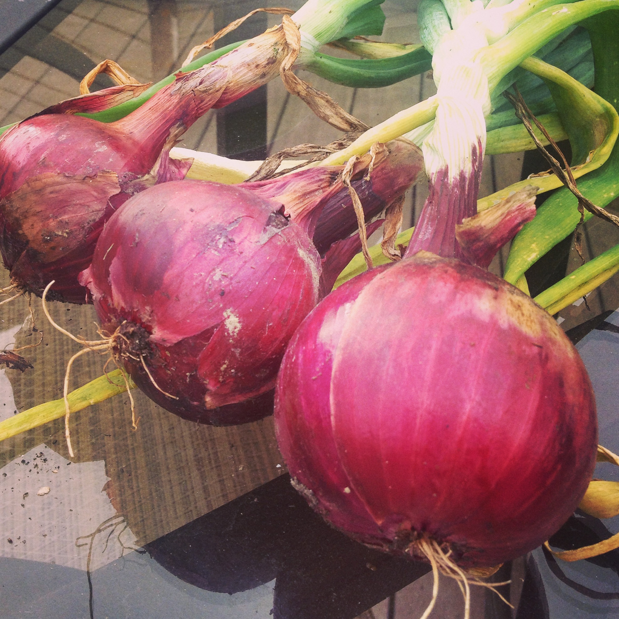 My First Red Onions