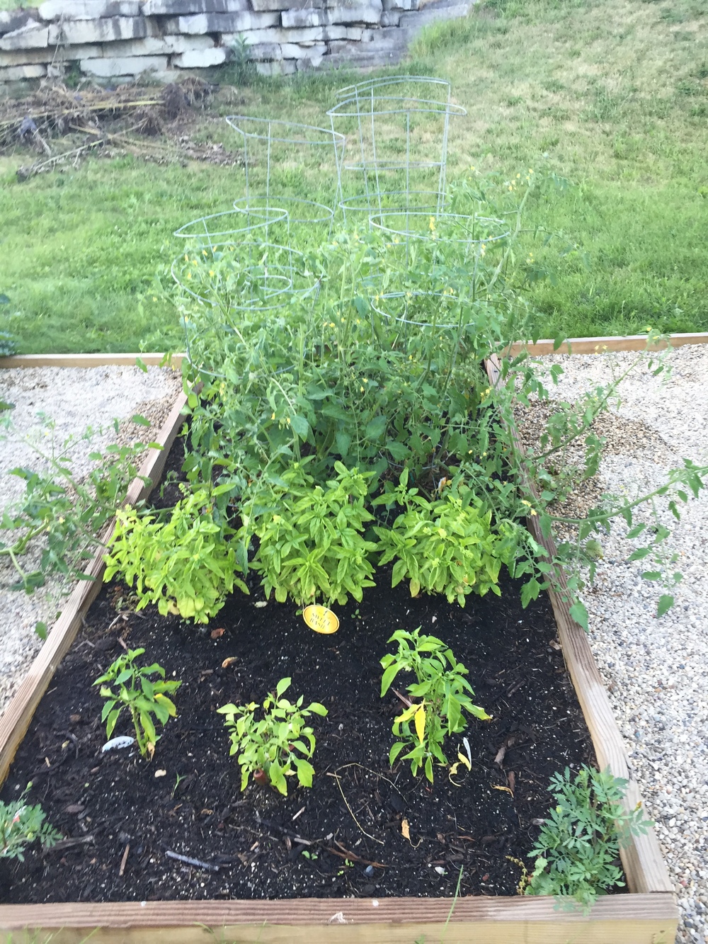 Tomatoes, Basil and Peppers 2015
