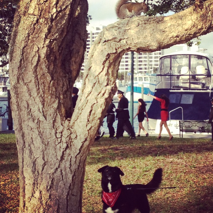 Squirrels are a hit Downtown Sarasota