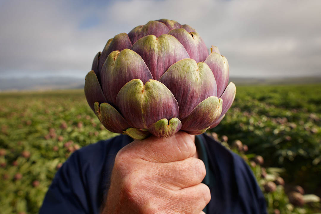 Steve Jordan, Baroda Farms, Lompoc, Ca. 