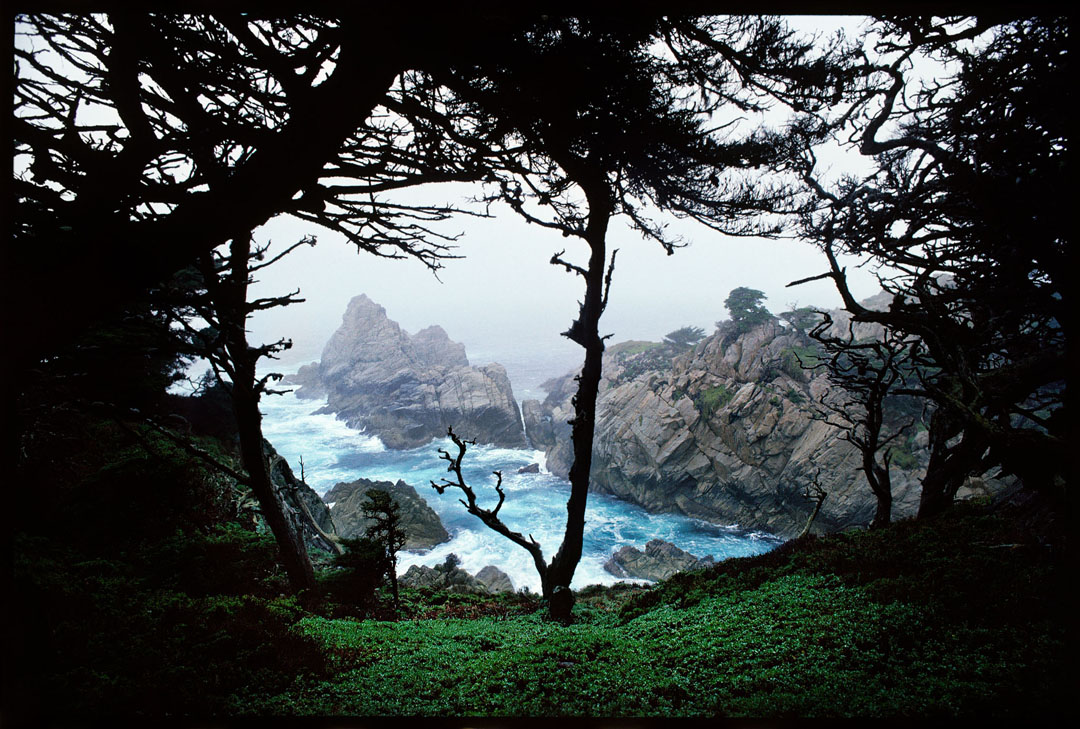 Point Lobos, Ca.