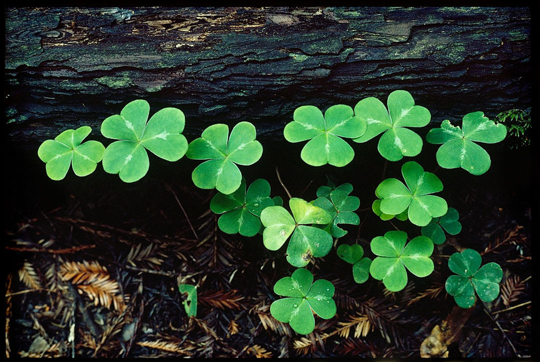 Oxalis, Old Coast Rd, Big Sur, Ca. 