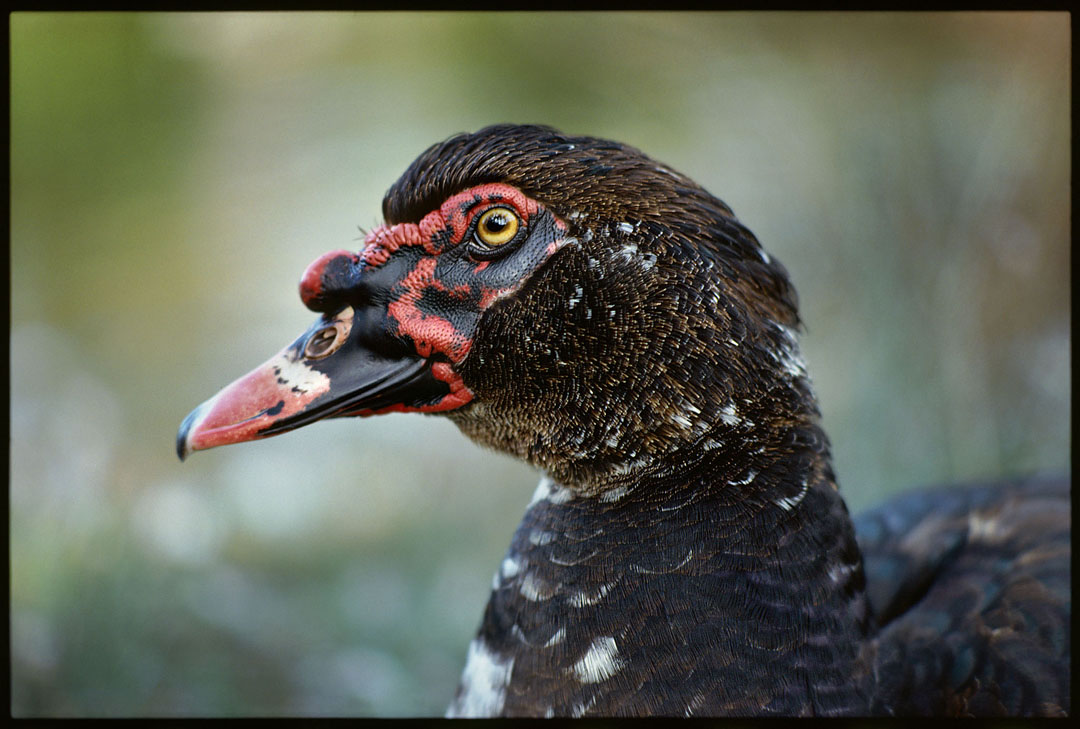 Duck, Carmel Lagoon, Ca. 