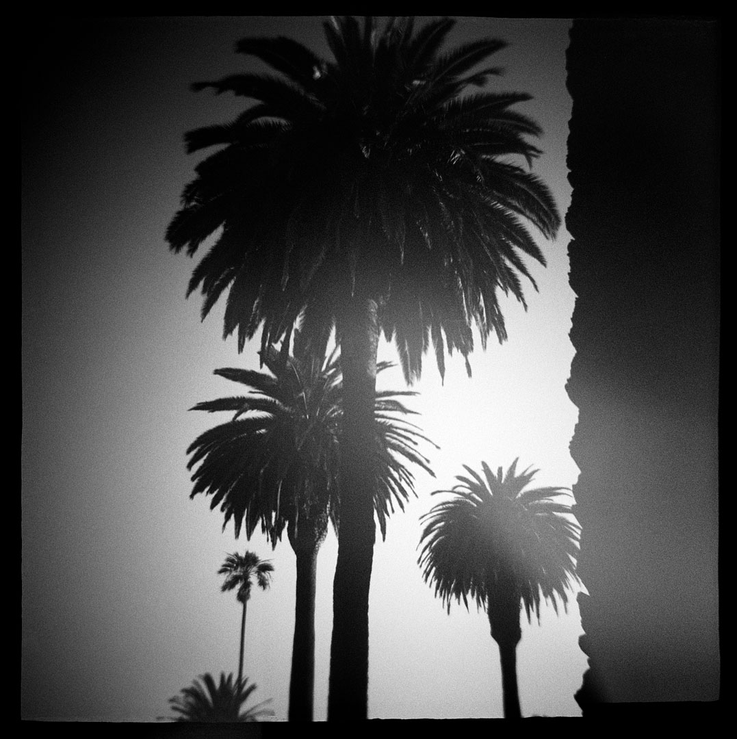 Palm Trees, Santa Monica