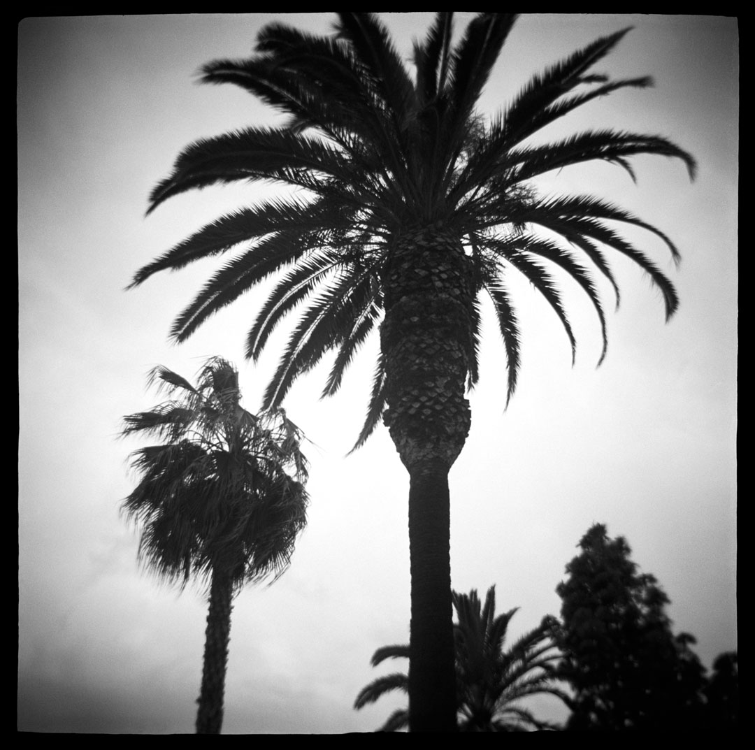 Palm Trees, Santa Monica