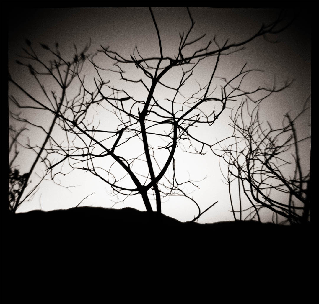 Branches, Topanga State Park, Ca.