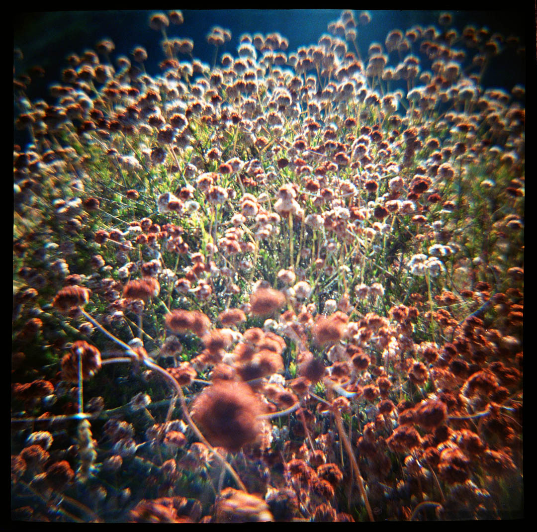 California Buckwheat, Topanga State Park