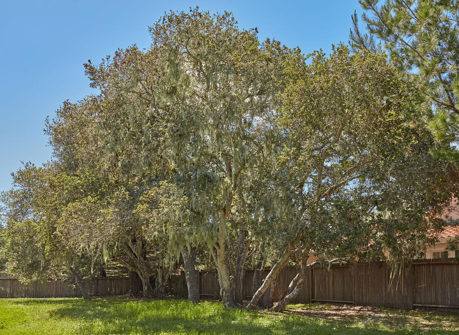 Oaks in Front Yard