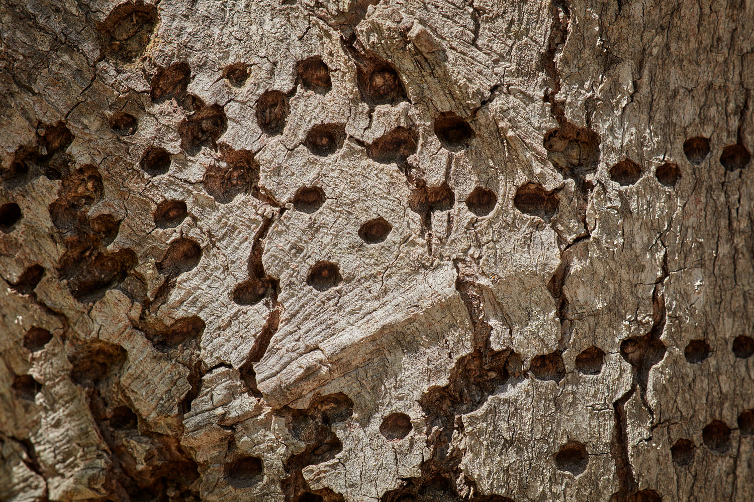 Woodpecker Detail