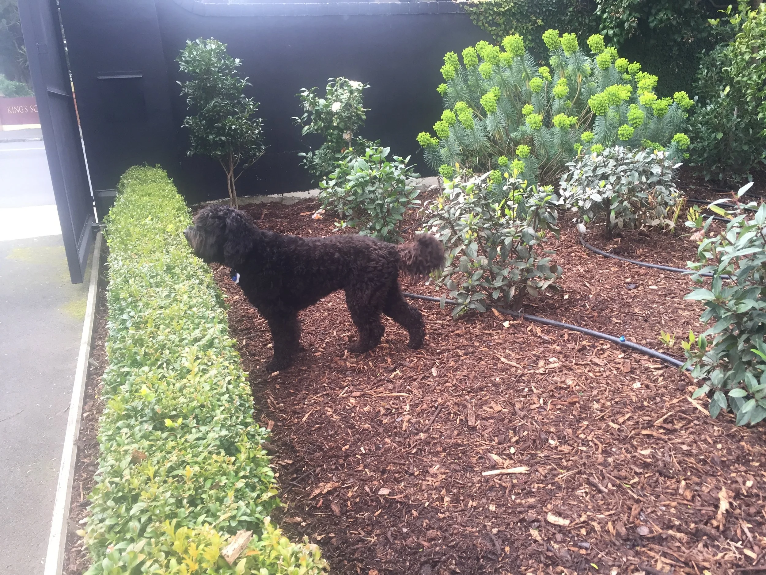 Garden Mulch
