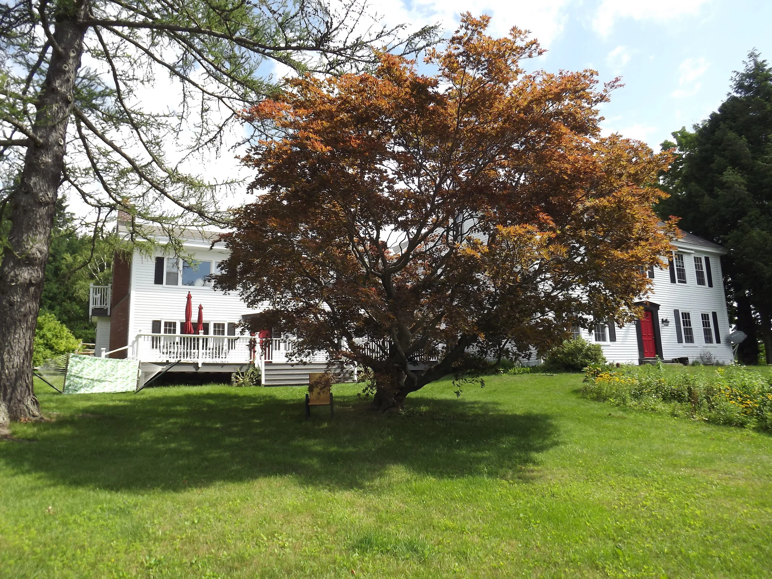 japanease maple before.JPG