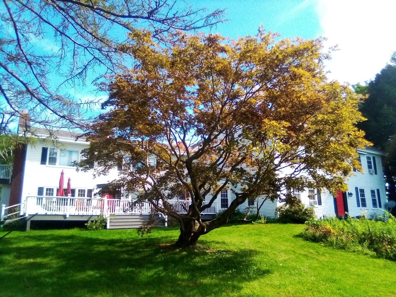 japanease maple after.jpg
