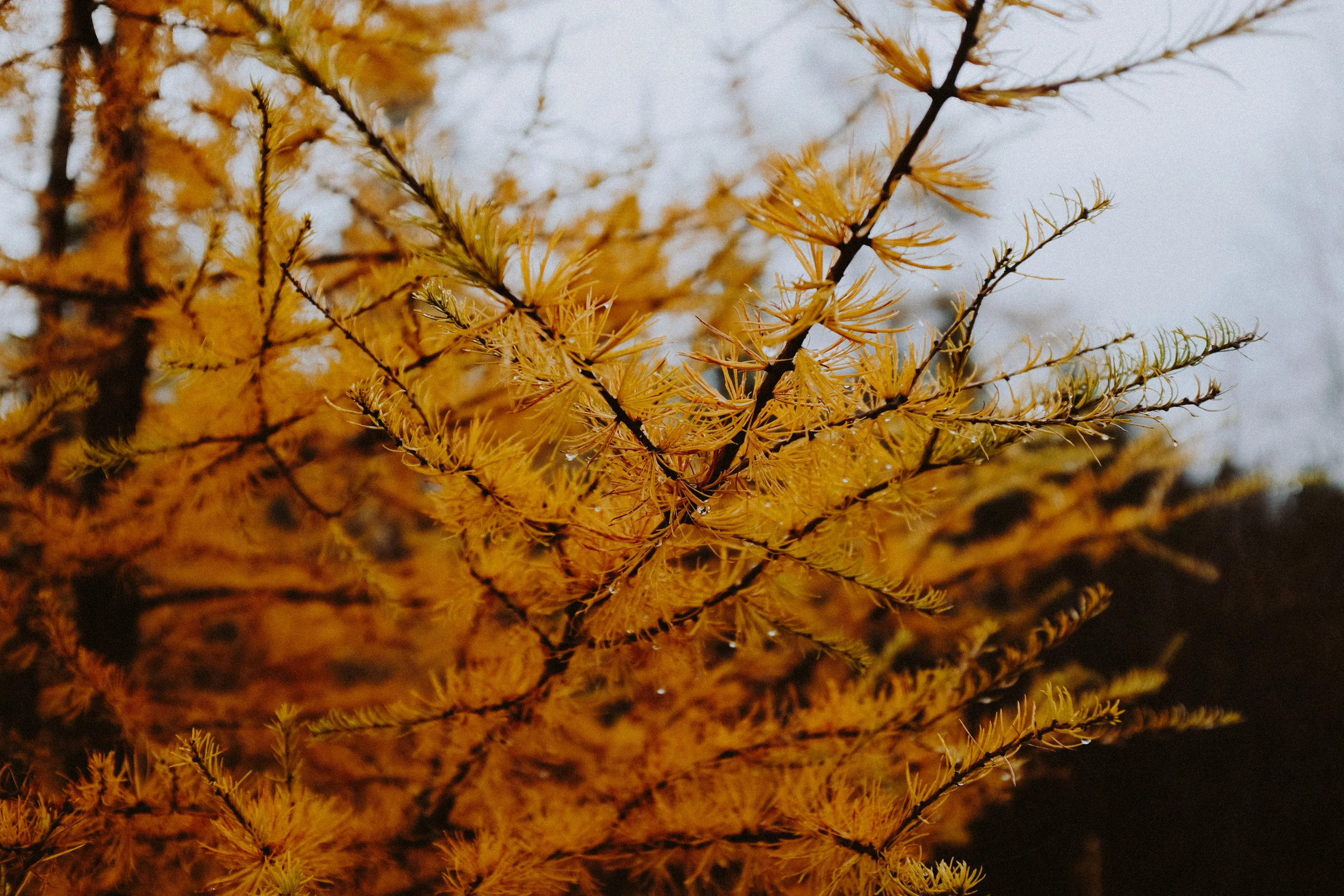 DSCF1588.jpg