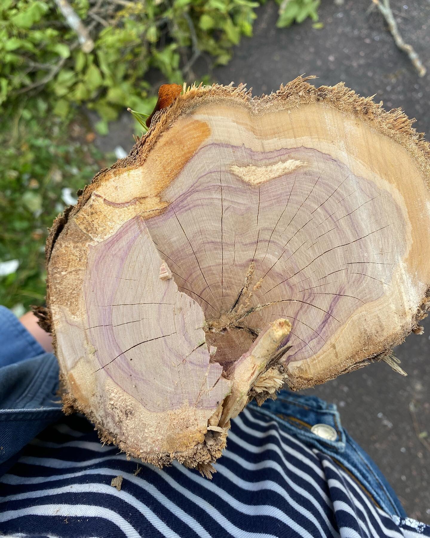 Fallen Fiona lilac, 1/2 of a majestic brood 2 storeys high with views from a window and quite old! Thanks for the rejuvenation prune Fiona? 😢 But that purple &hellip;