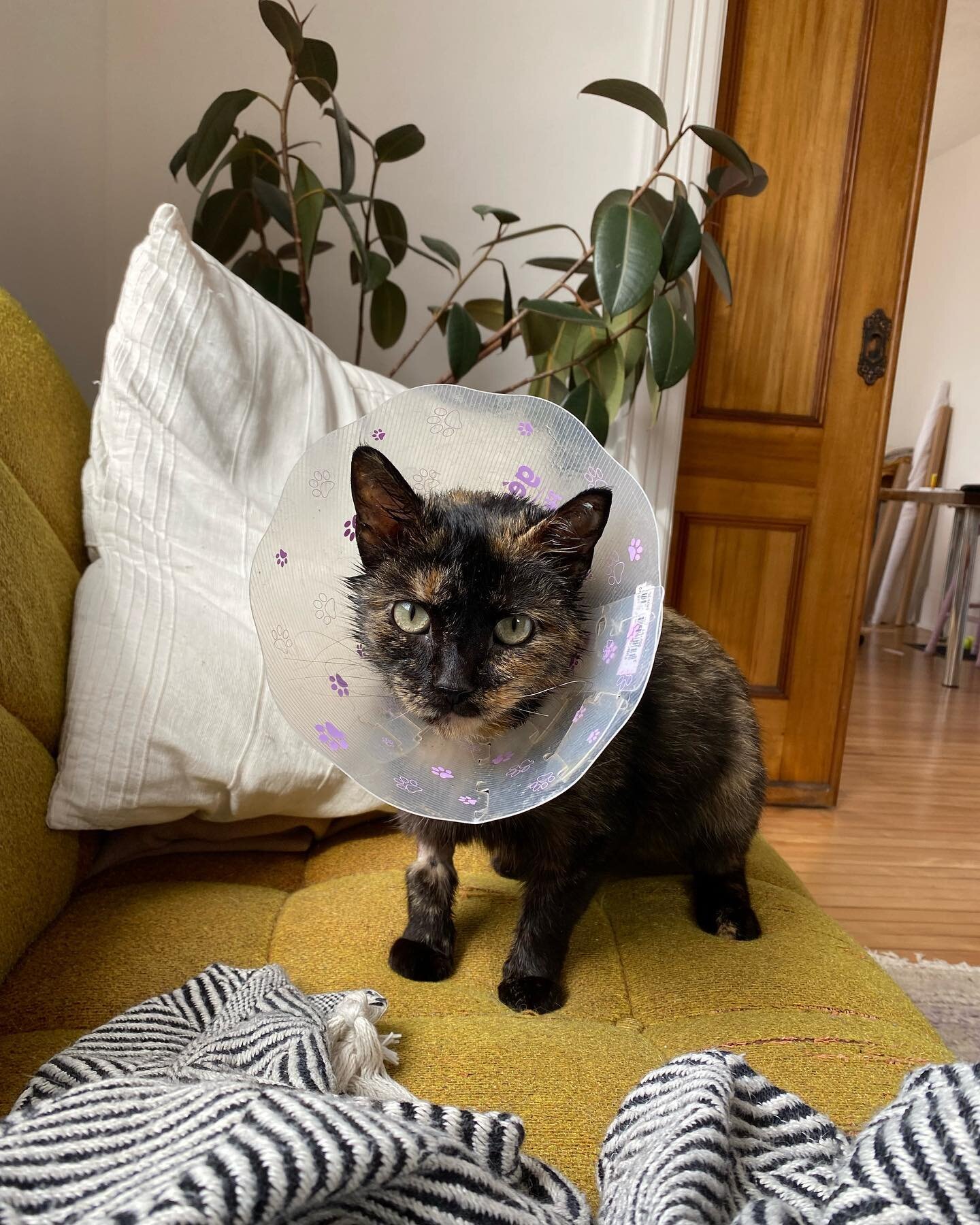 New to the crew is Claudia, who 2 weeks ago I live-trapped in my yard with a severed tail (bone and flesh exposed) that needed emer surgery alongside other minor injuries and ailments. She has a notched ear to indicate she was a spayed TNR feral cat 