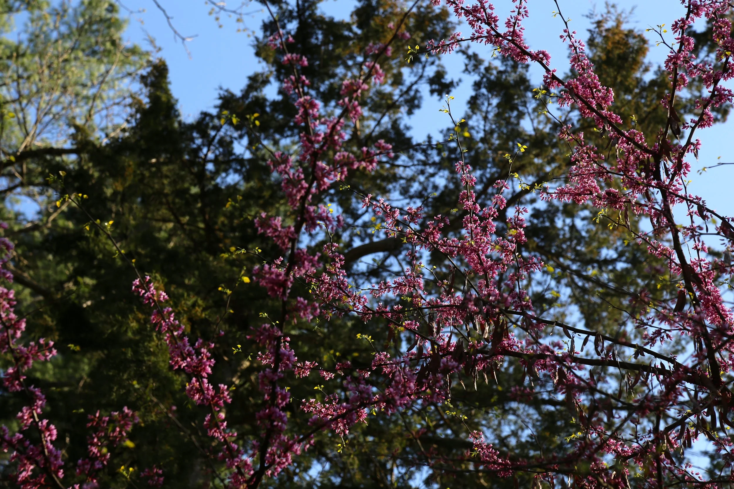 IMG_8876.JPG