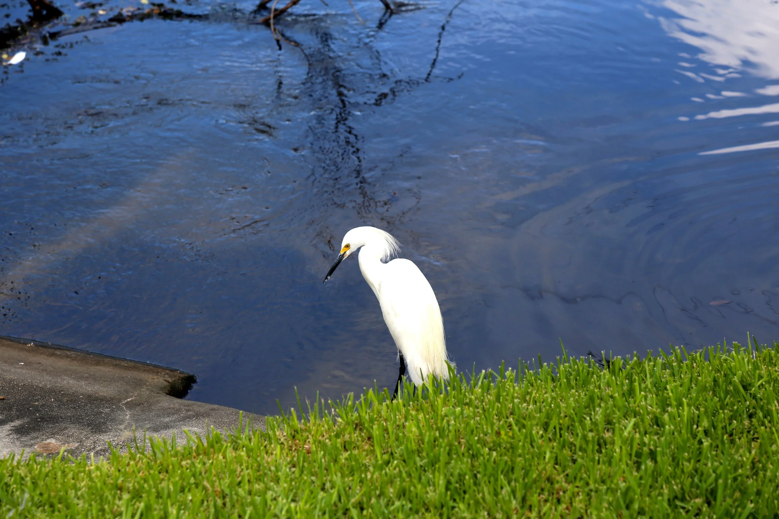 IMG_9376.JPG