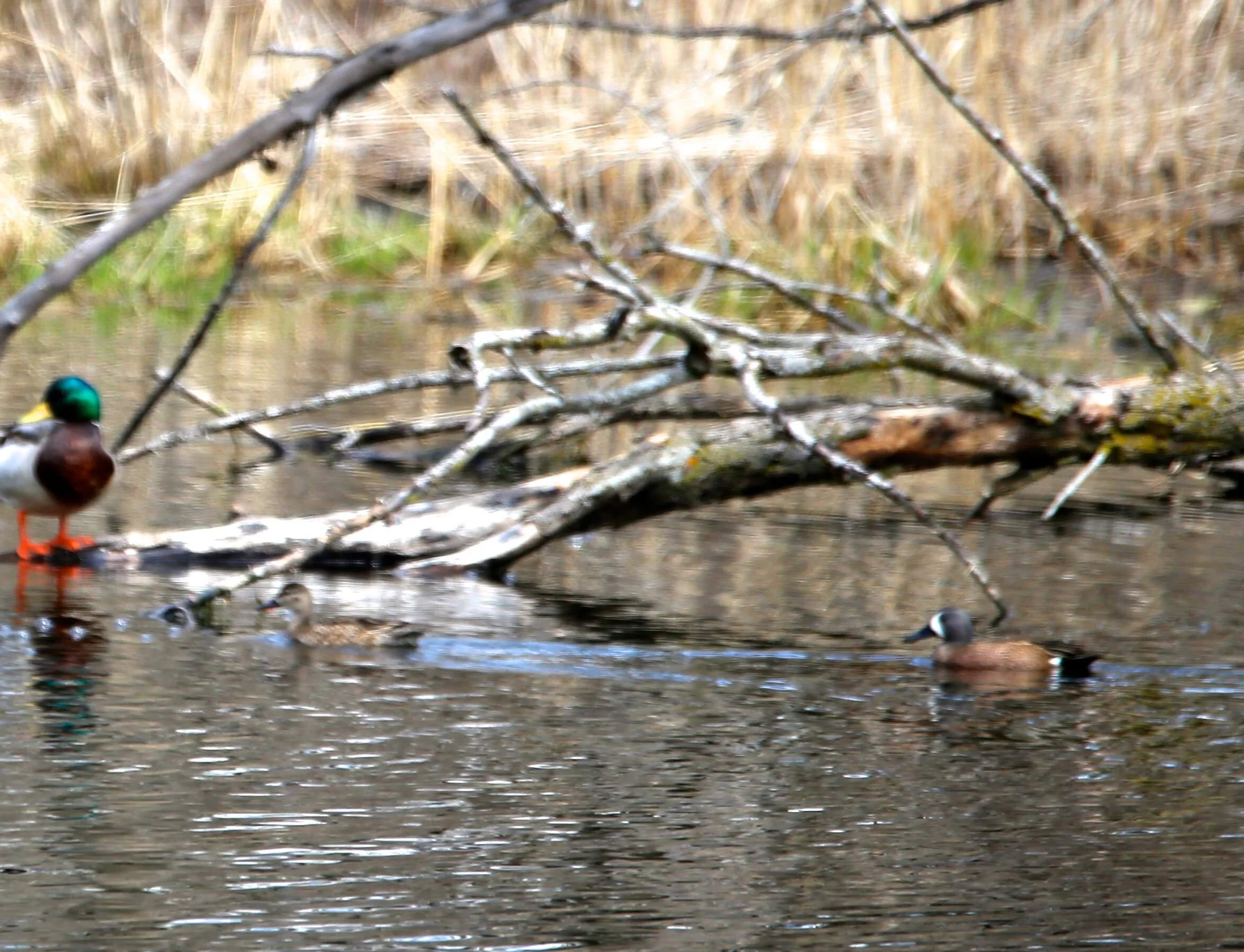 Bluewing Teal, Mallard.JPG