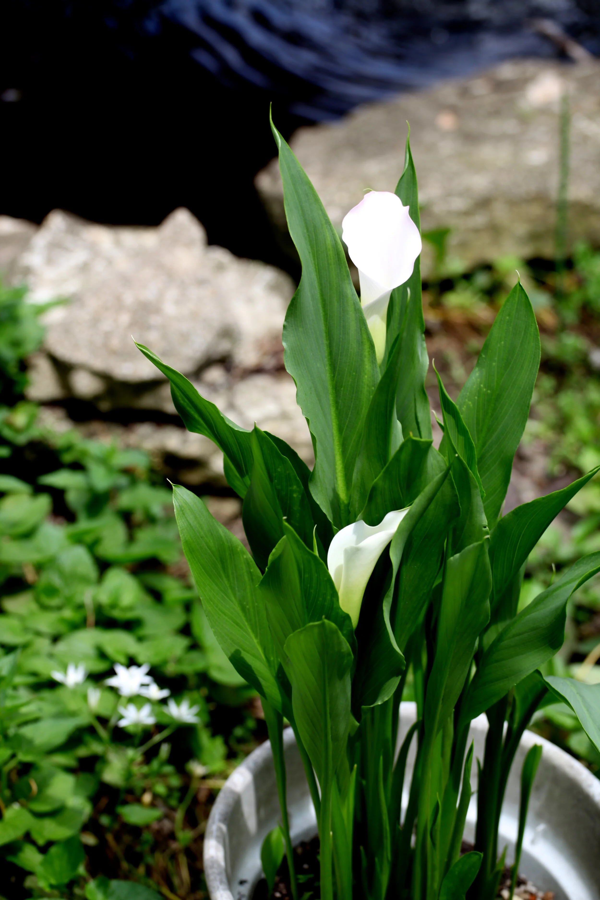 IMG_8638.JPG