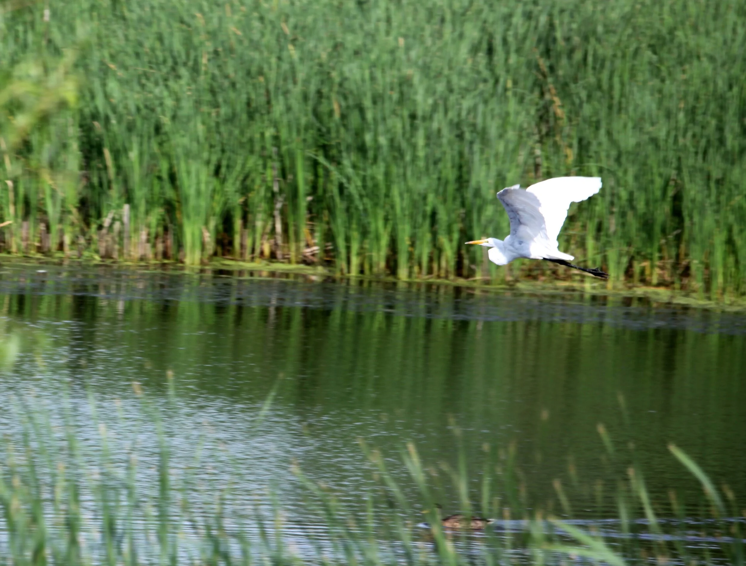 IMG_8898.JPG