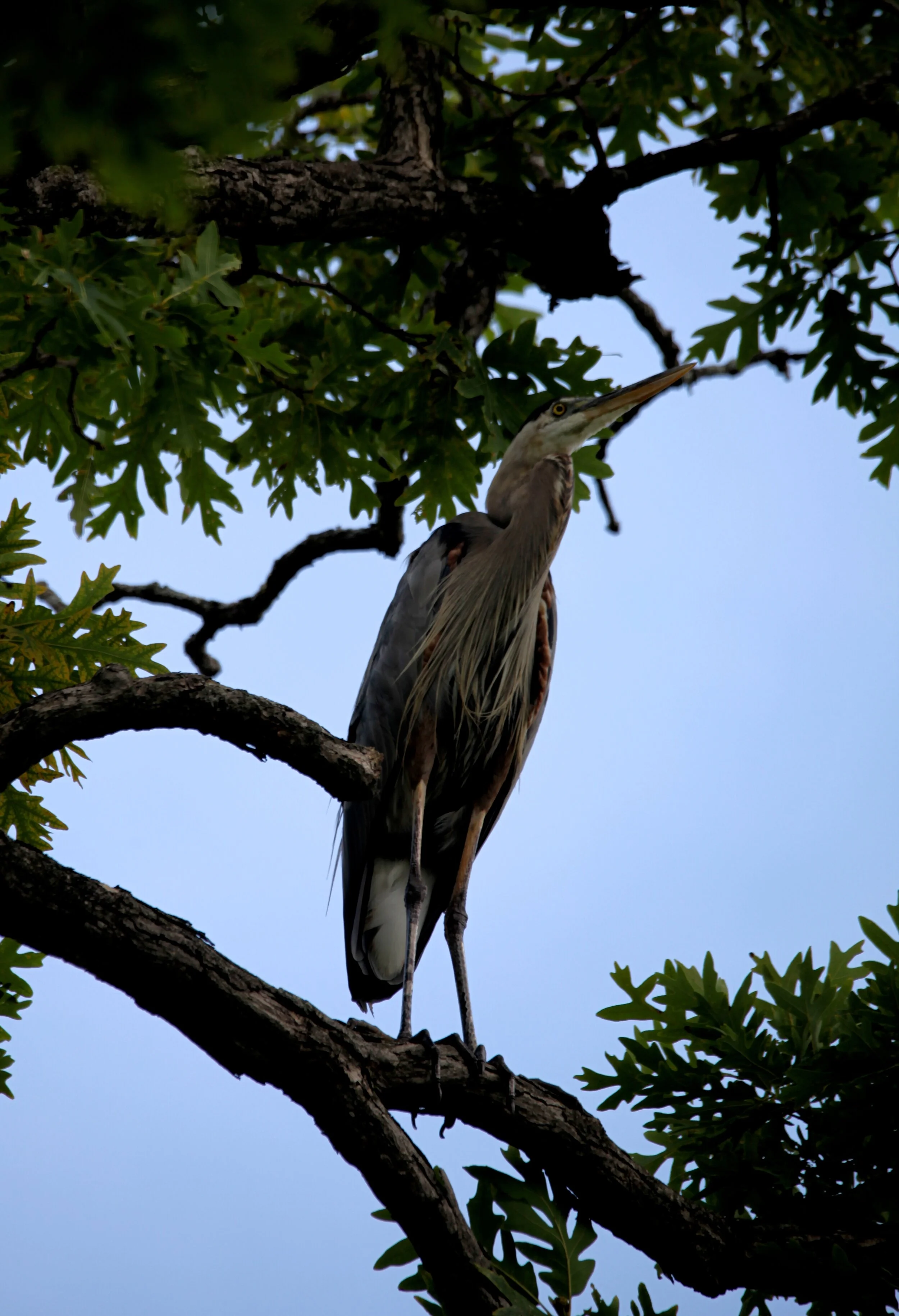 IMG_9034.JPG