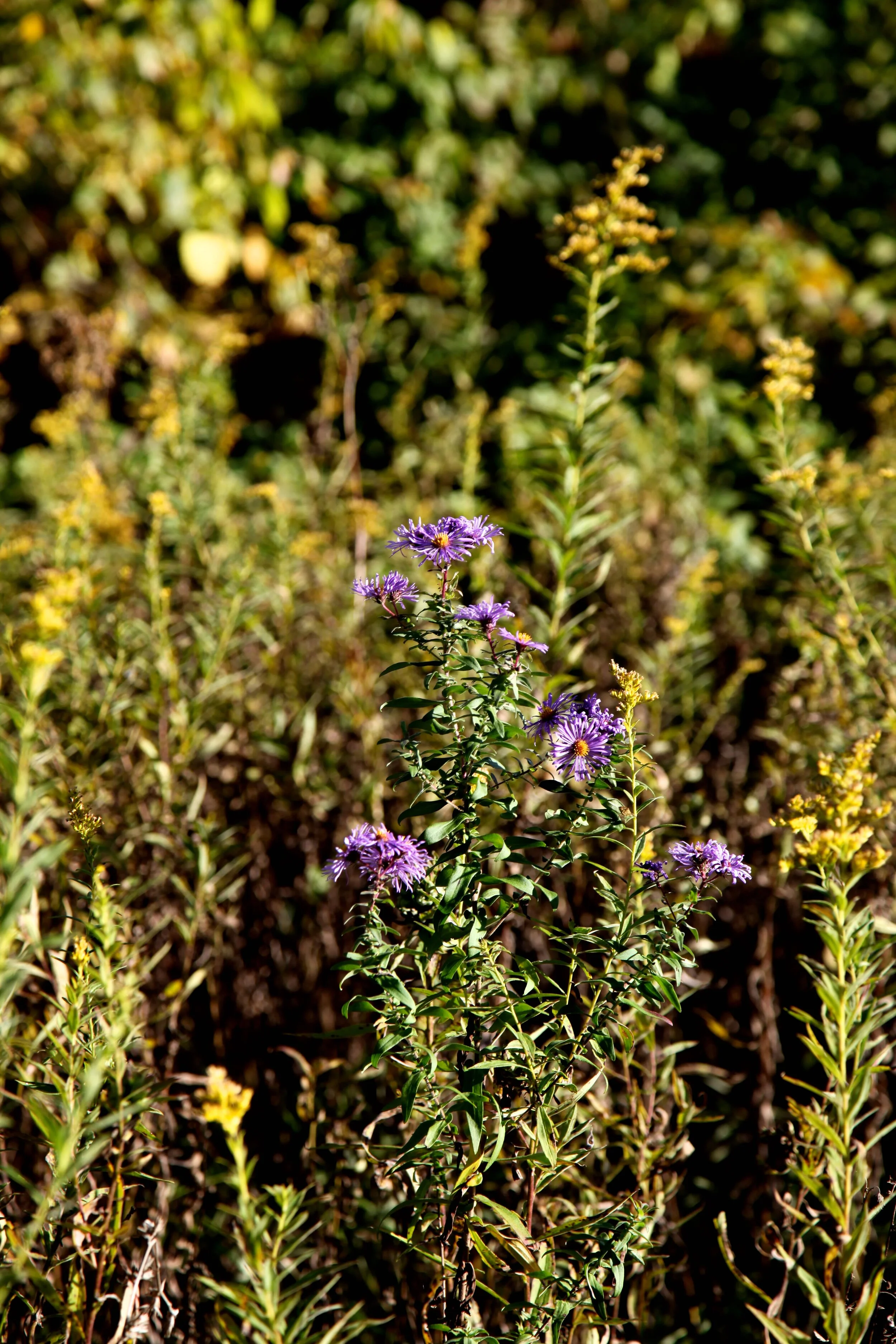 IMG_9387.JPG