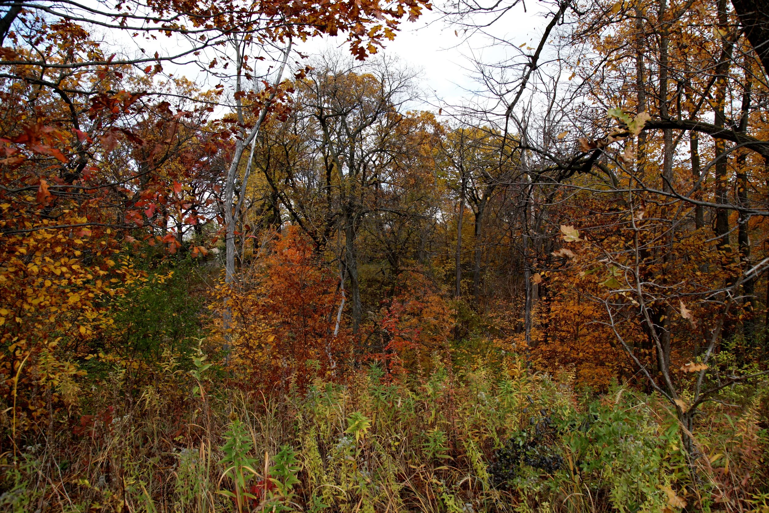 IMG_9580.JPG