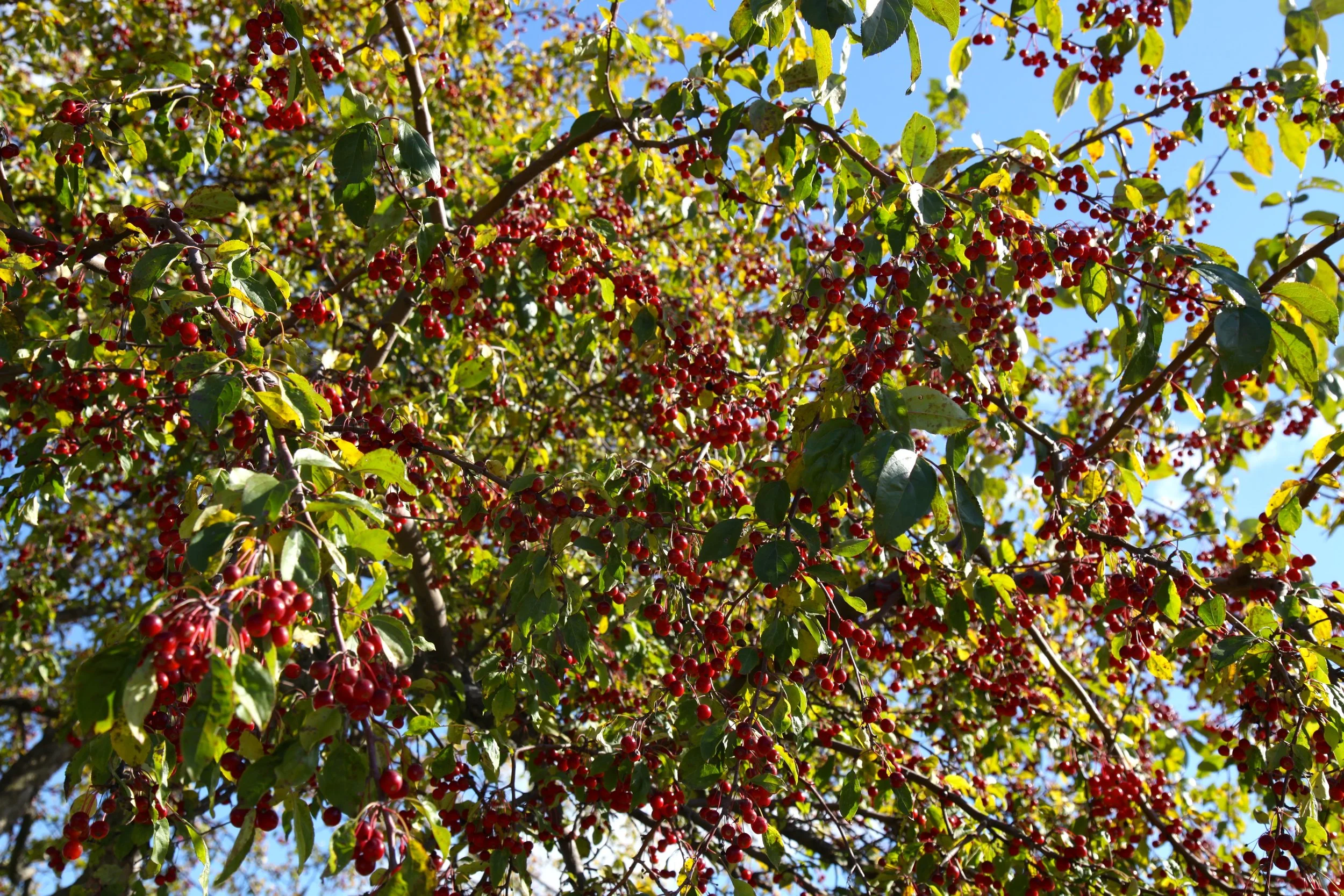 IMG_1613.JPG