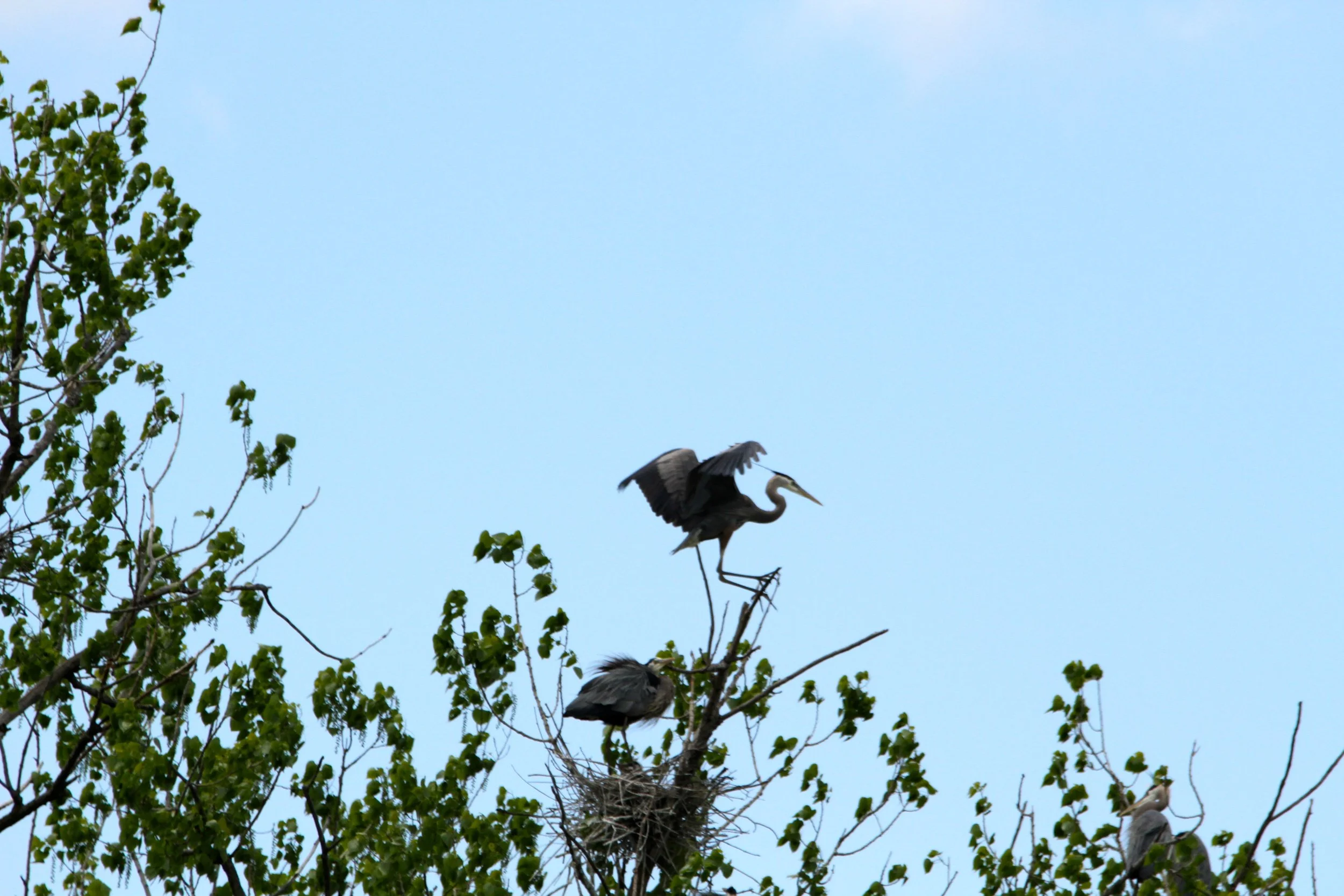 IMG_6573.JPG