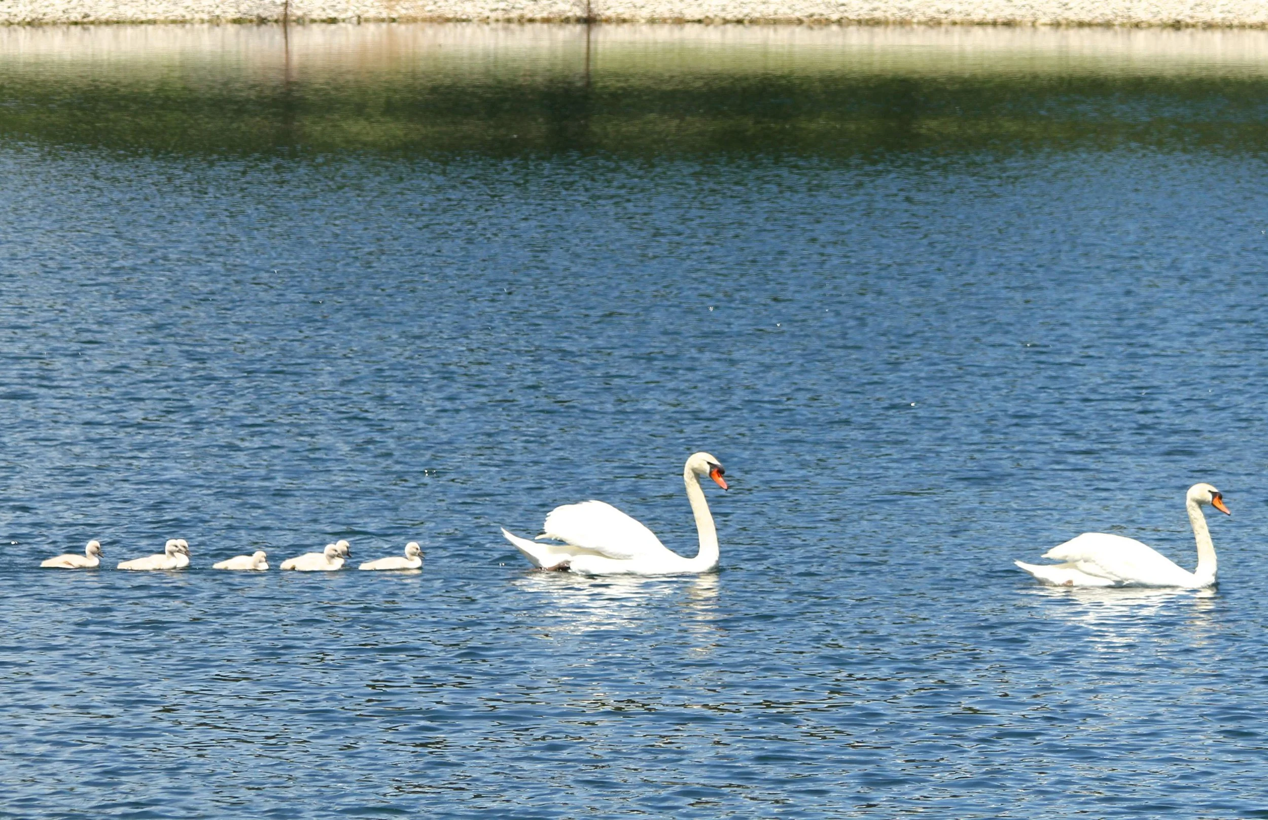 IMG_7135.JPG