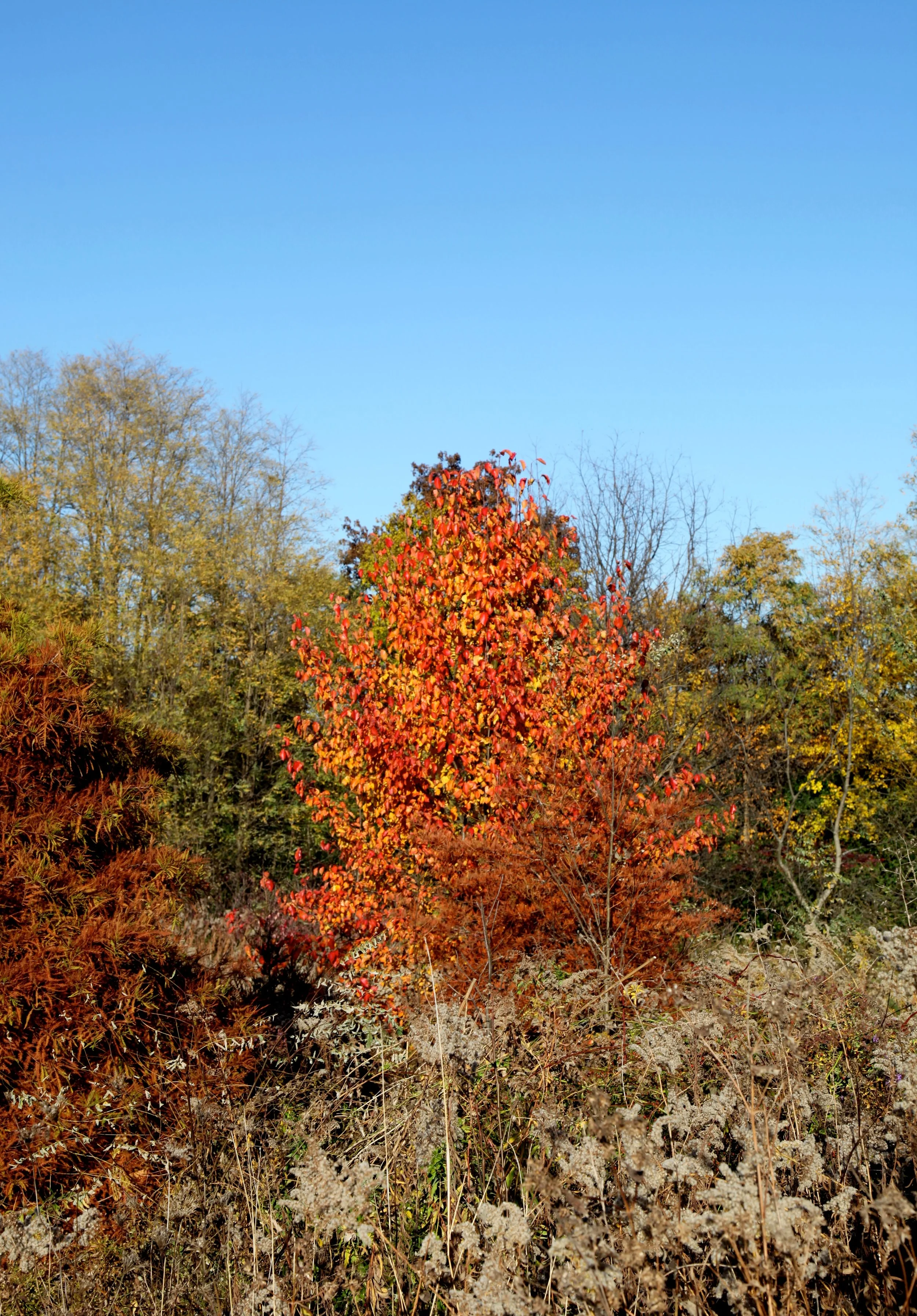 IMG_3349.JPG