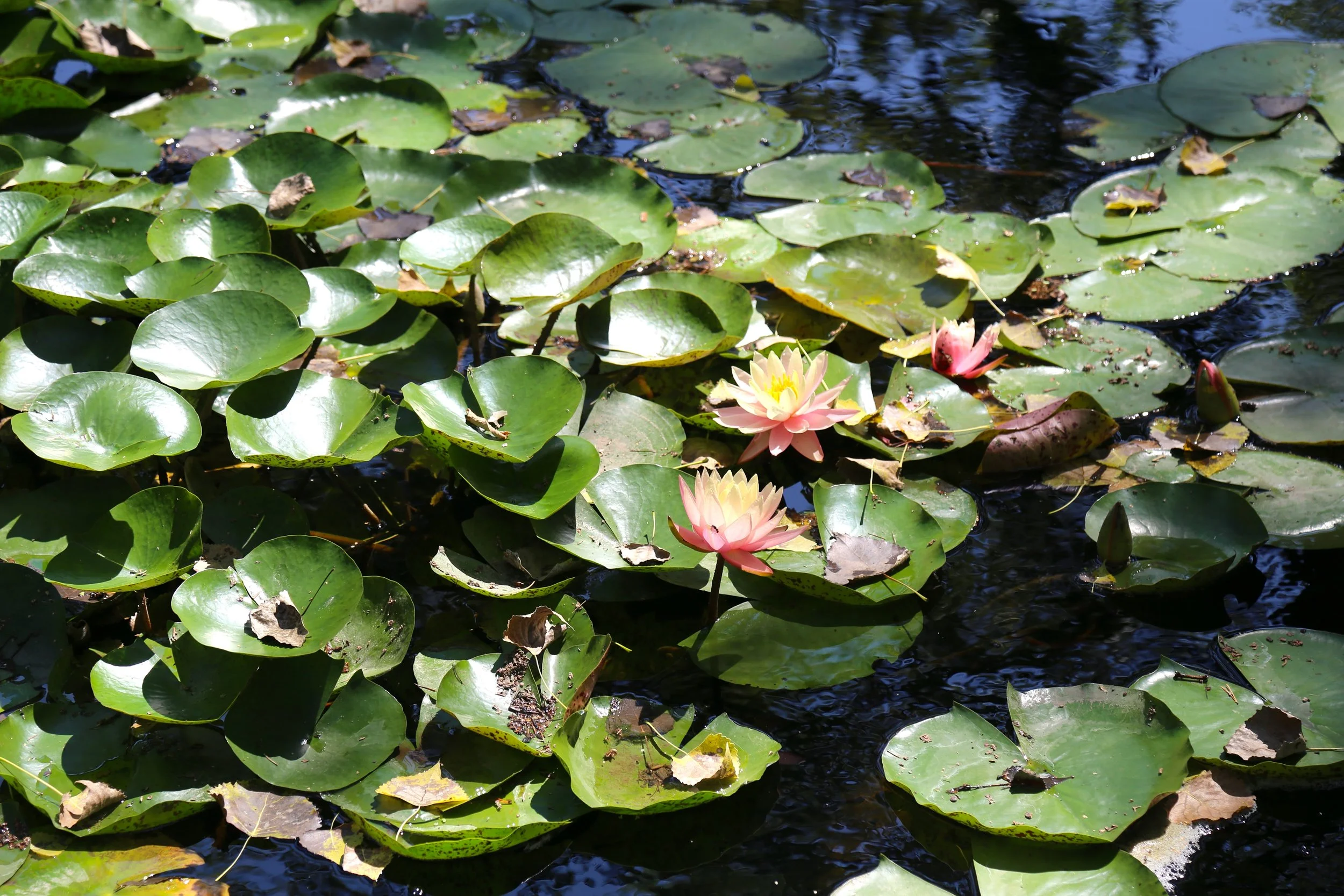 IMG_8146.JPG