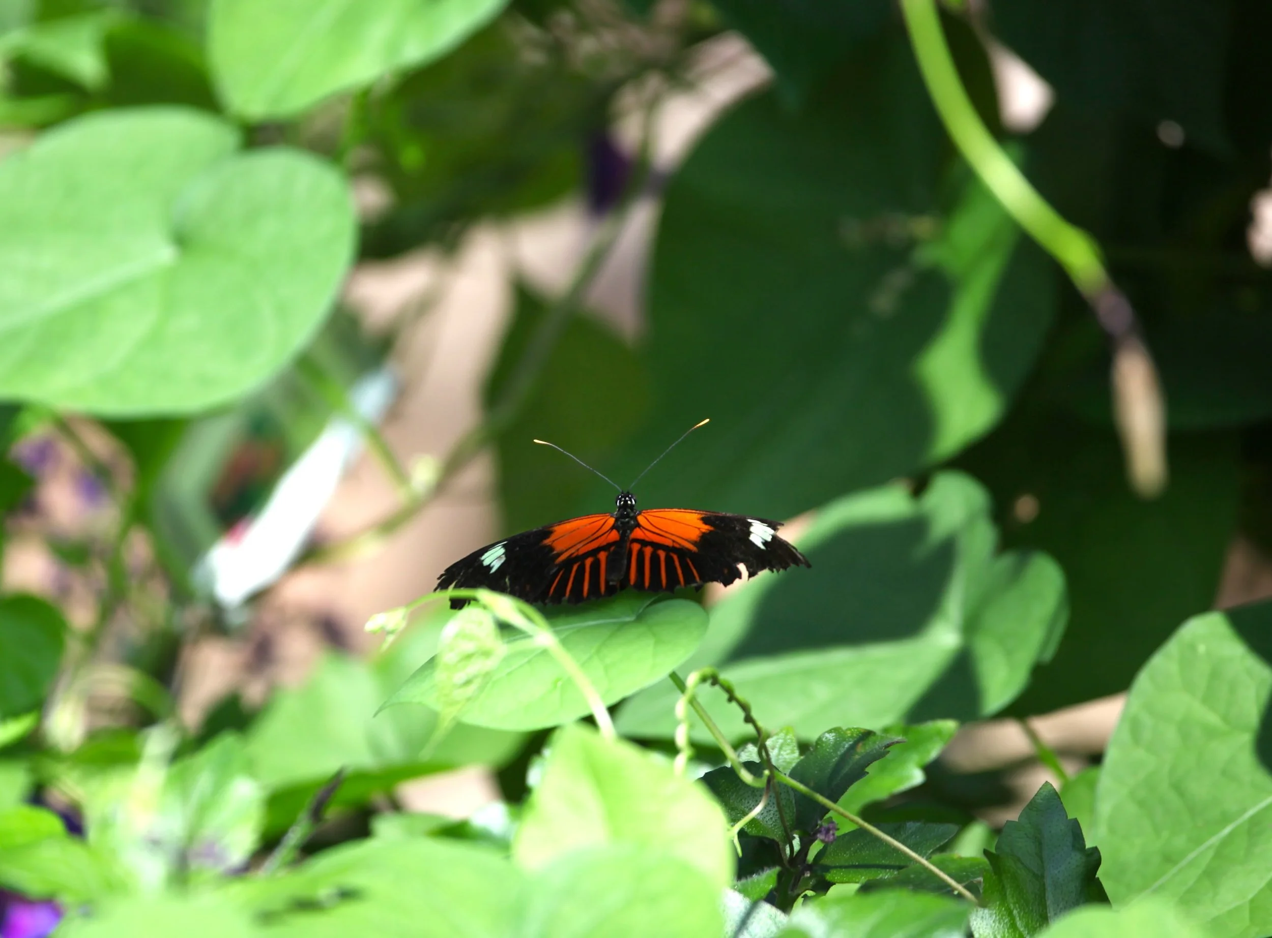 IMG_3962.JPG