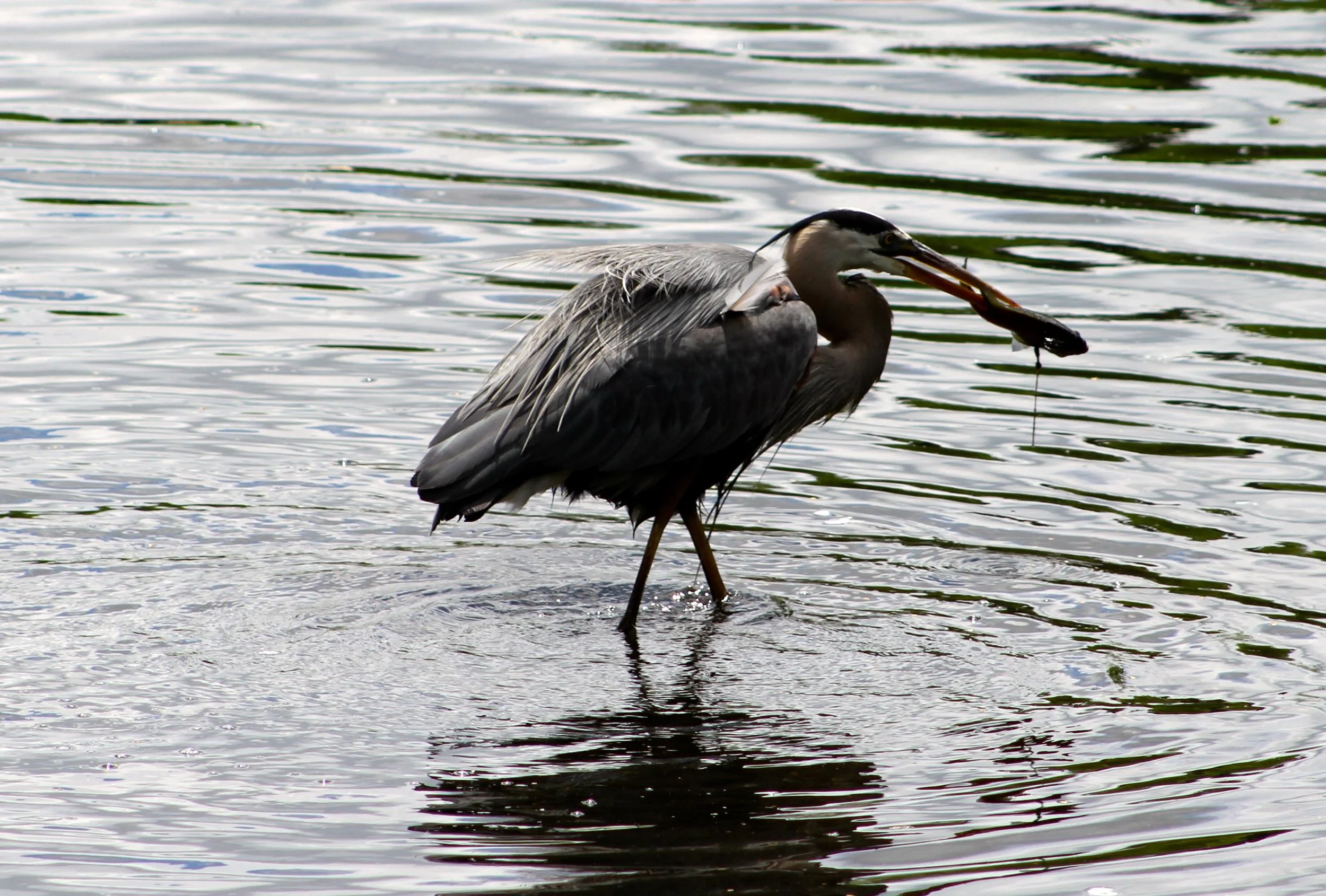 IMG_9669.JPG