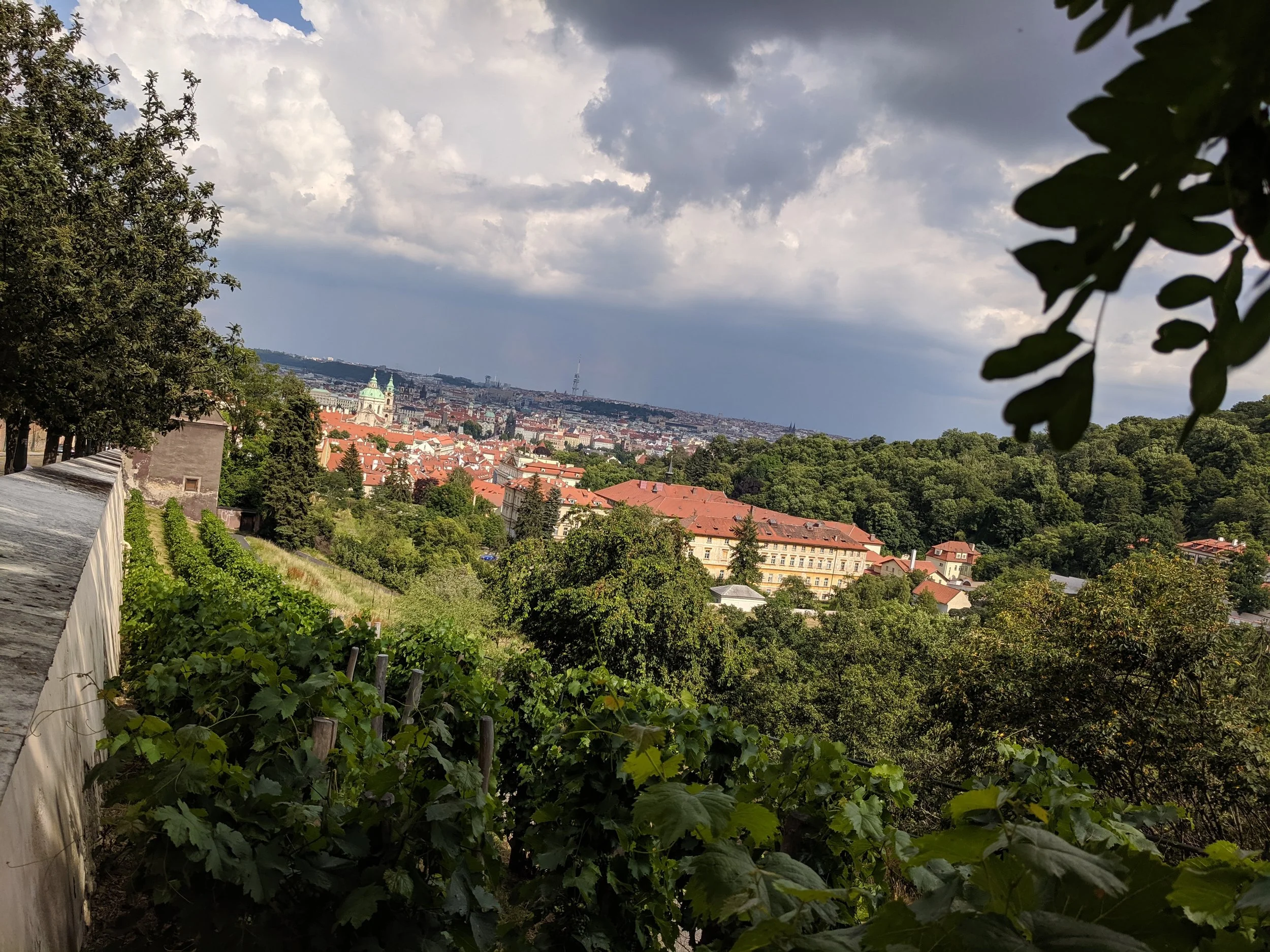 Looking down on Prague from above the Mala Strana, these vineyards were first planted by King Wenceslas, 1000 years ago.