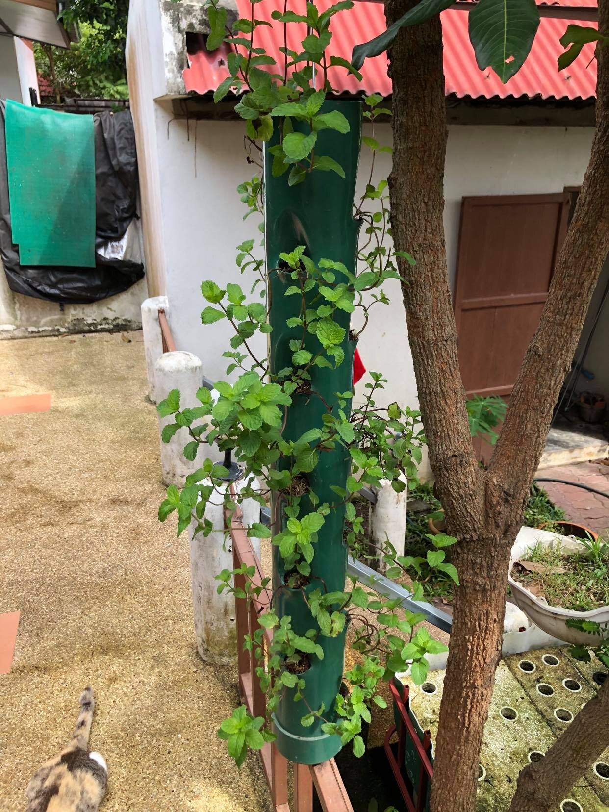 Vertical grow towers Thailand