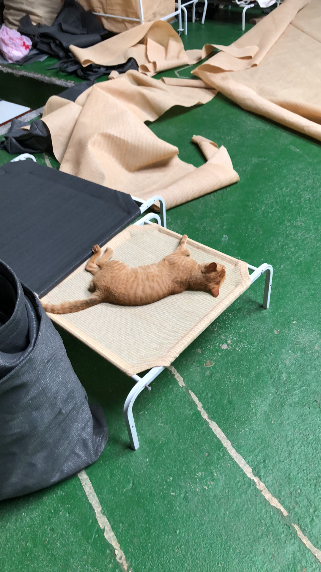 Dog &amp; Cat beds Thailand